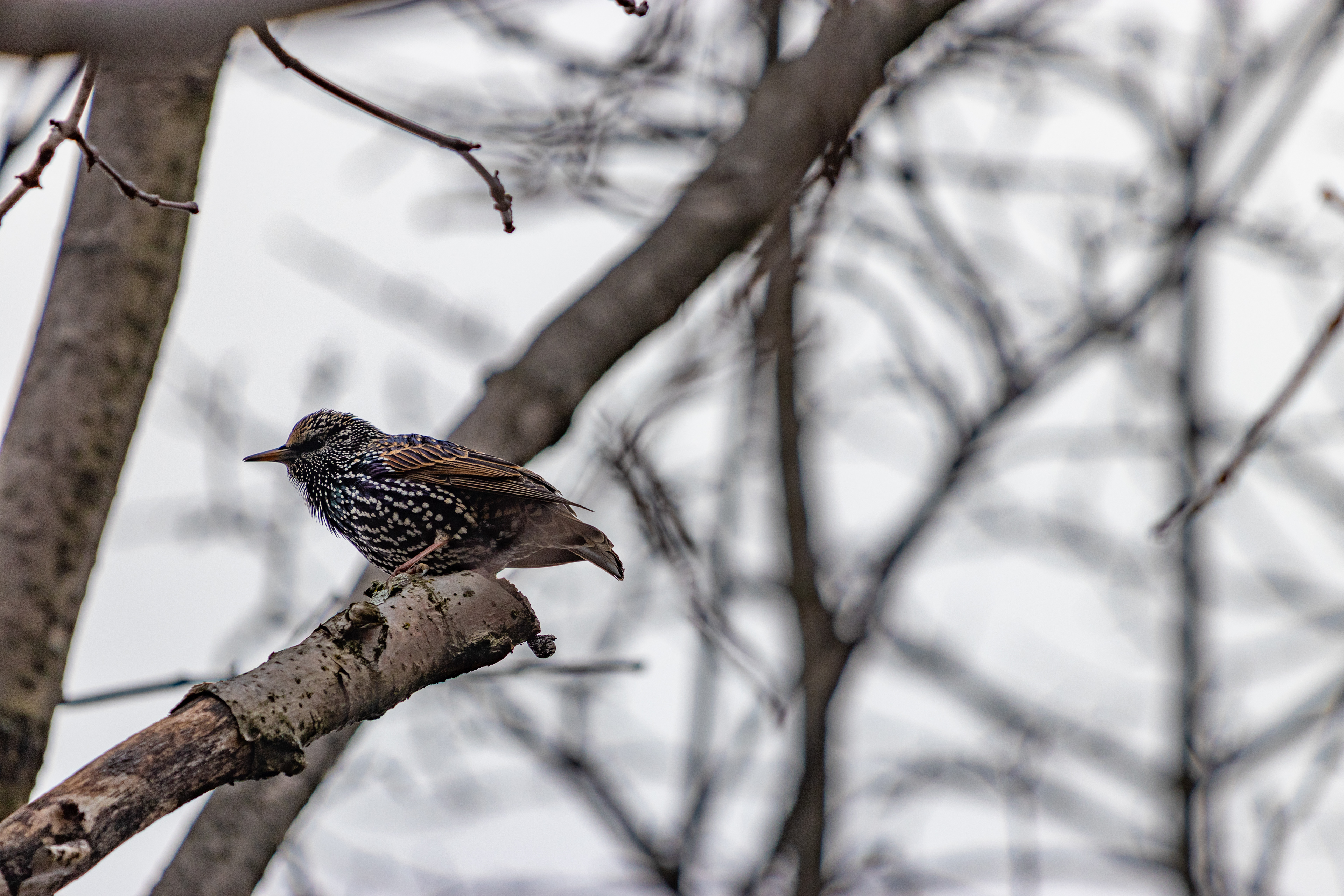 European Starling in the Winter