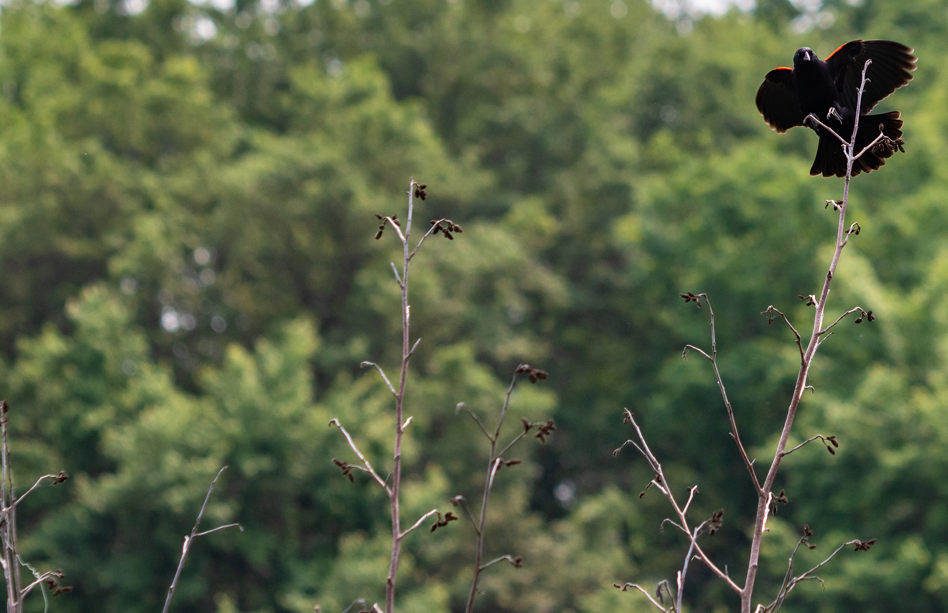 Red-Winged Black Bird