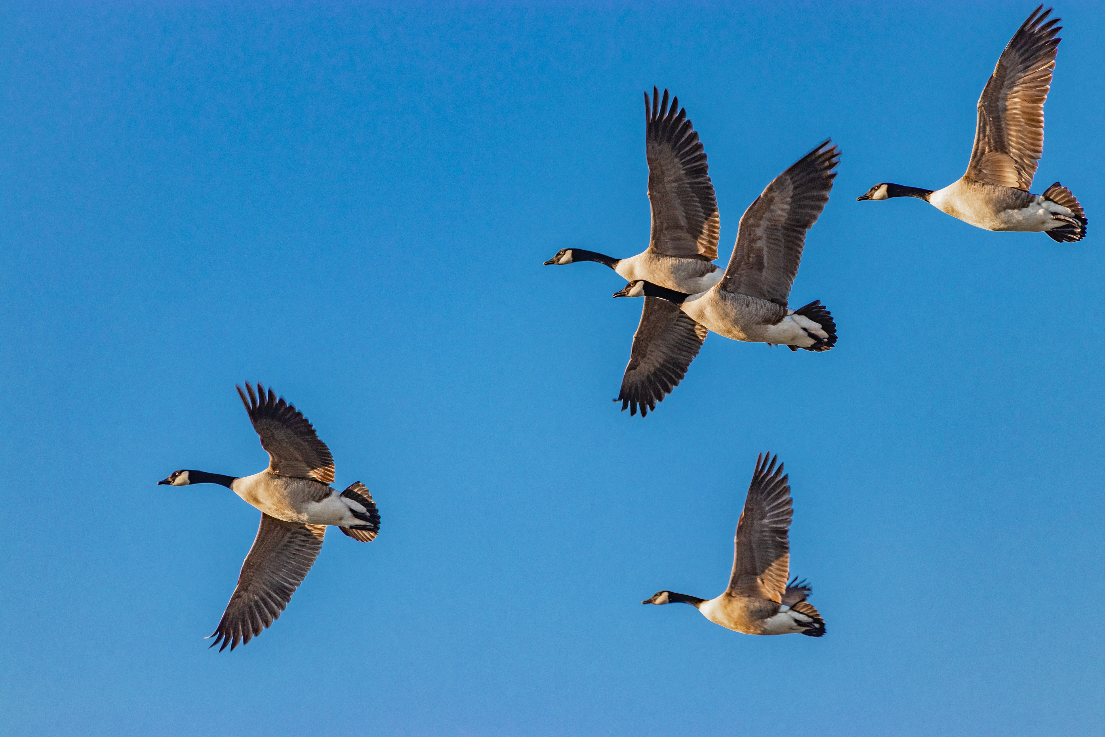 Geese Flying
