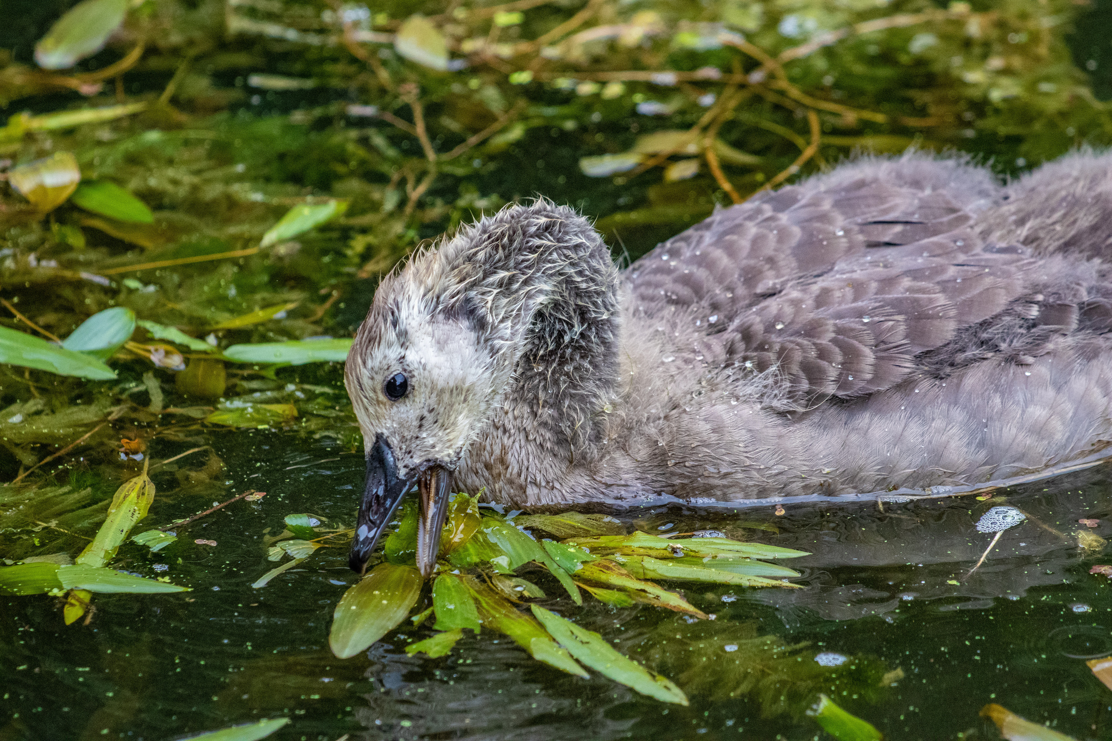 Baby Goose