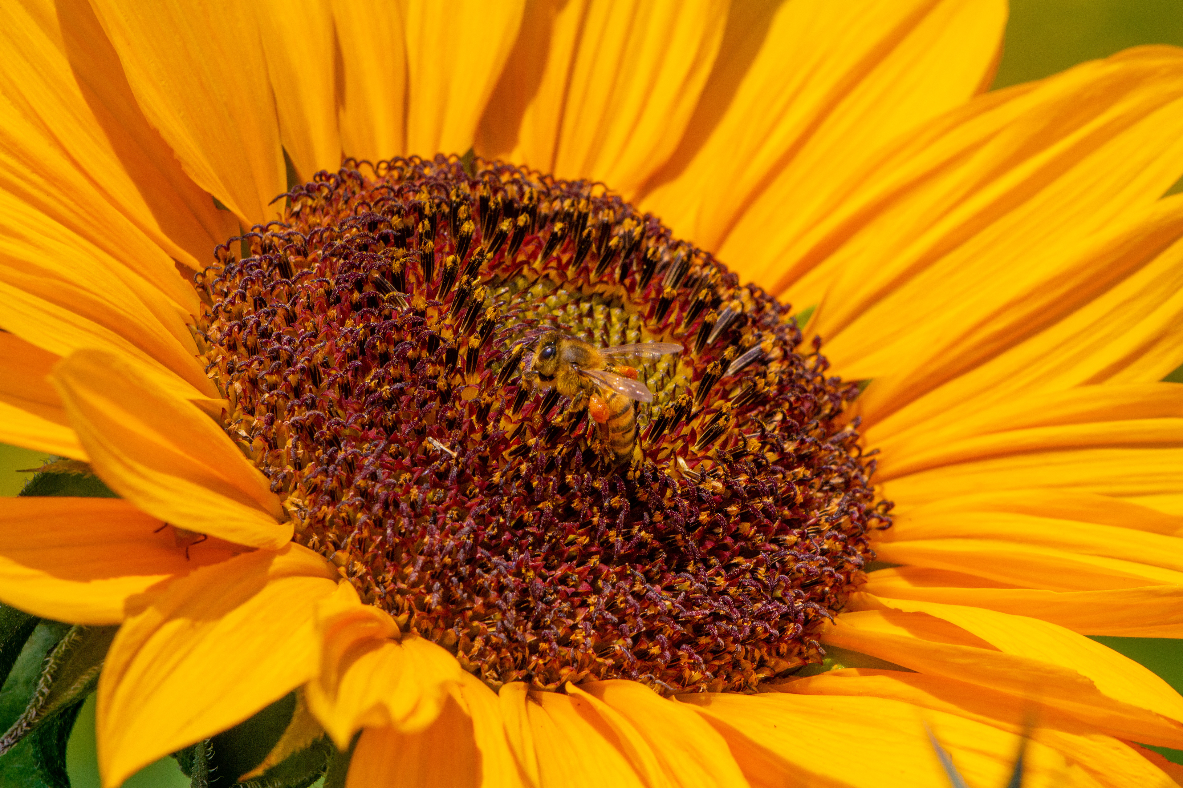 Bee on a sunflower