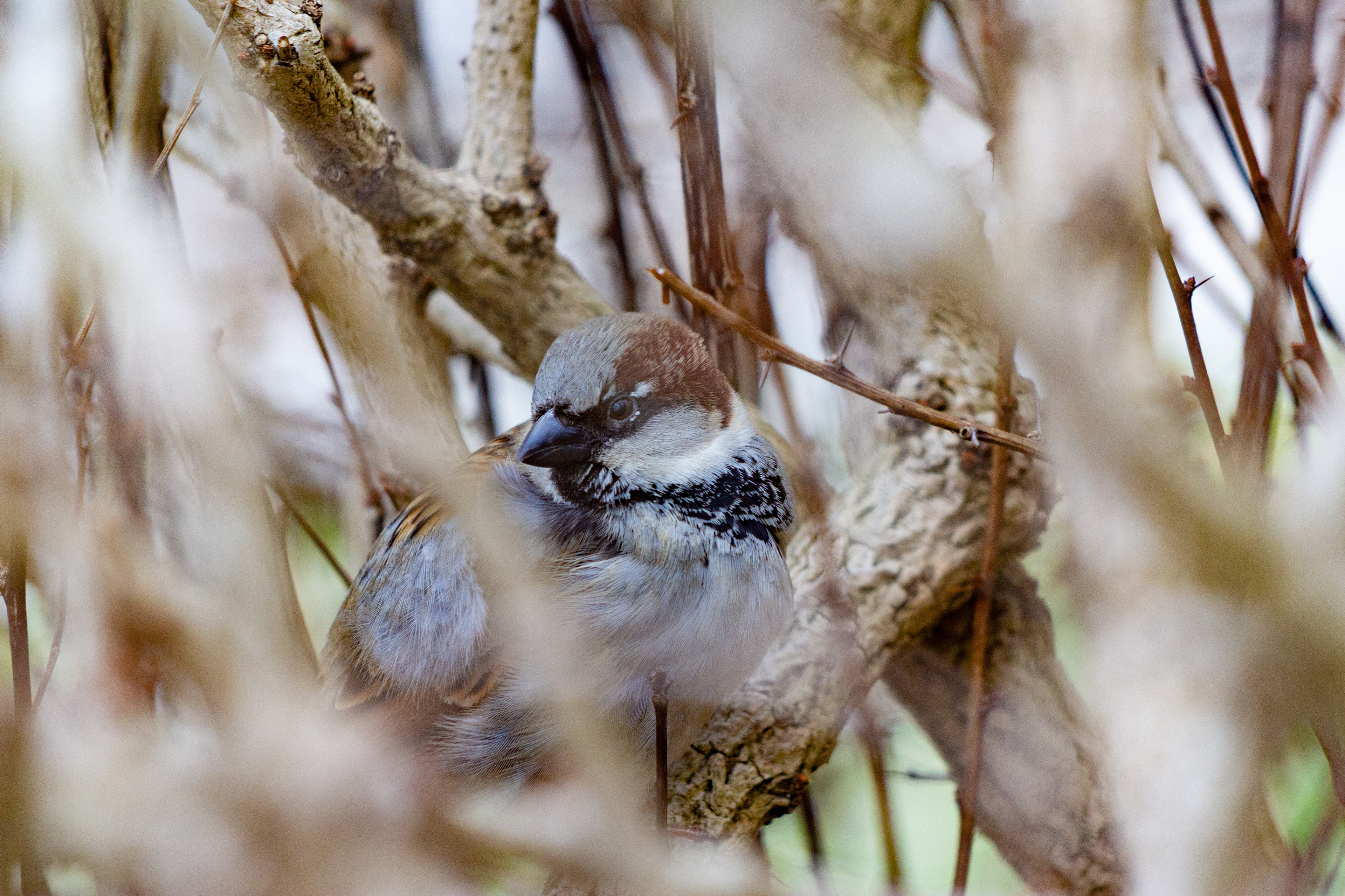 A bird in the bushes
