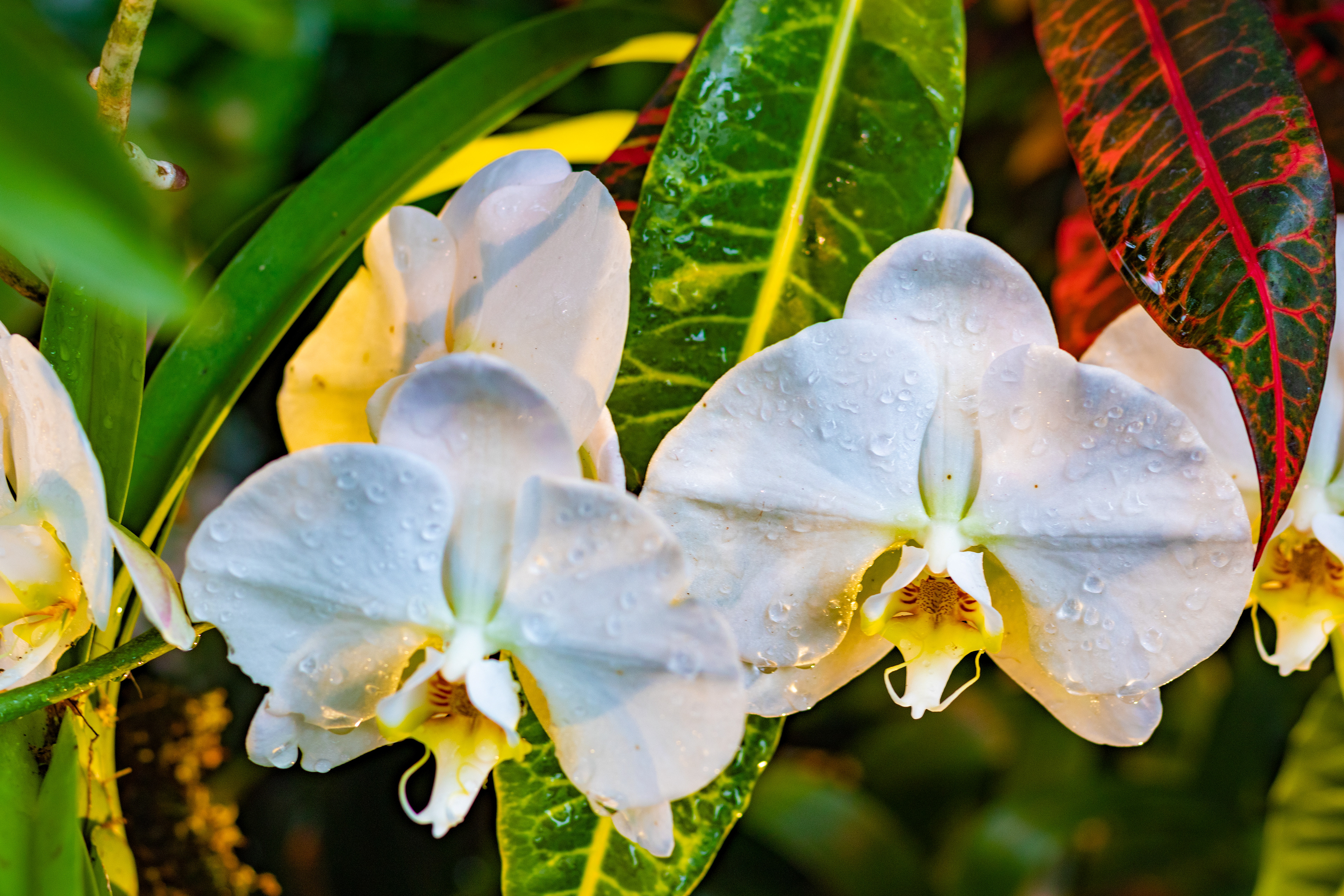 Water-dropped flowers