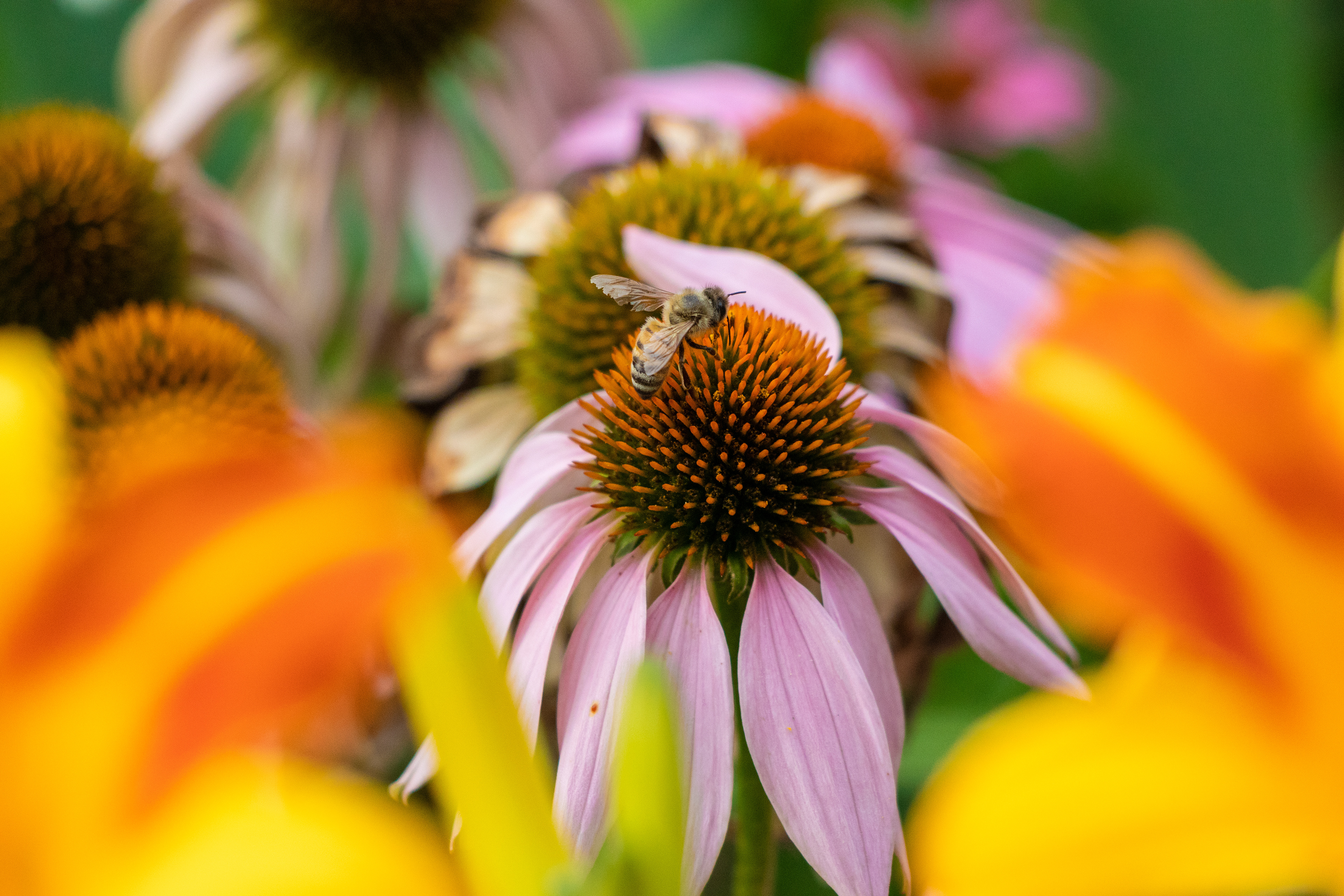 Bee on a flower