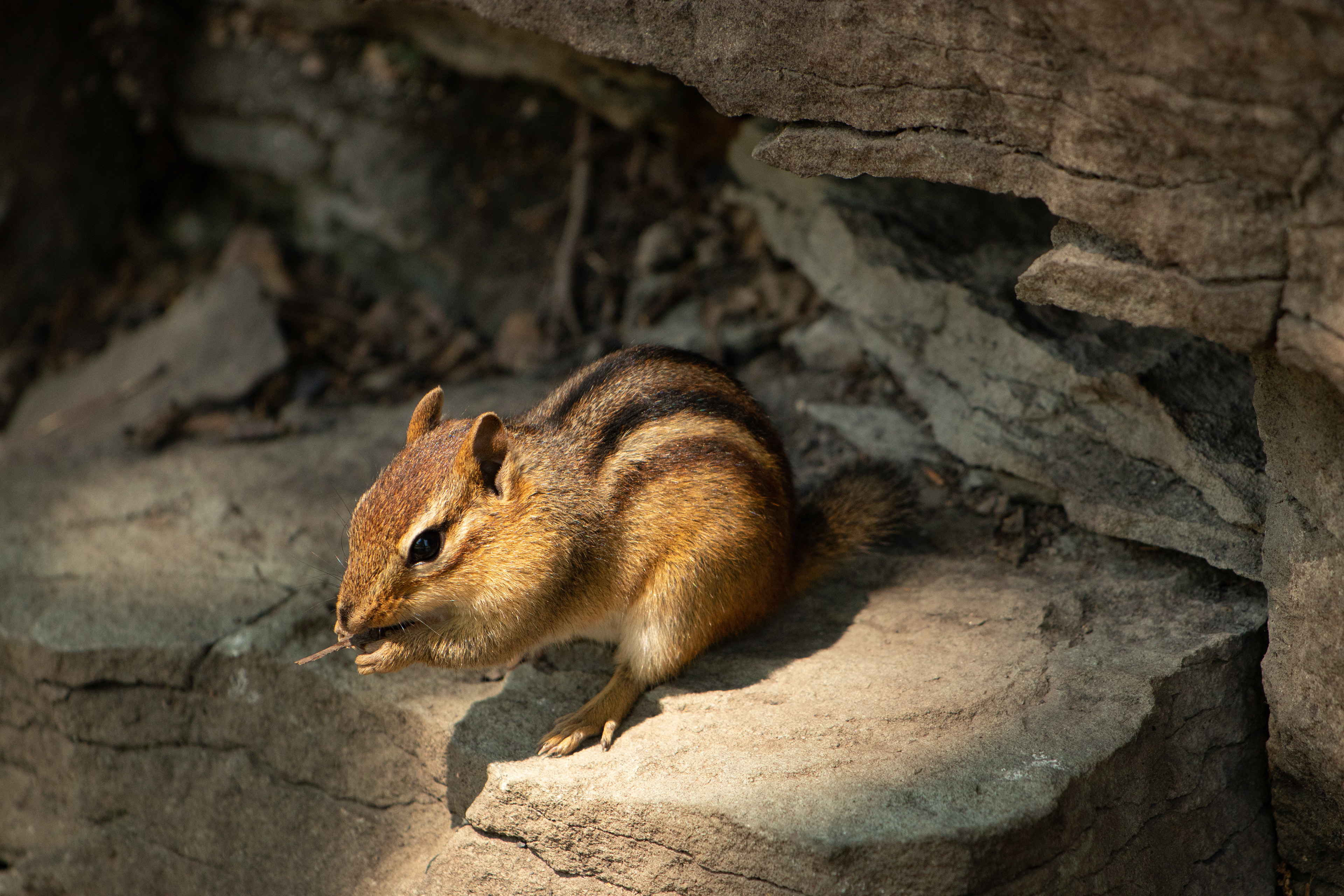 Chipmunk