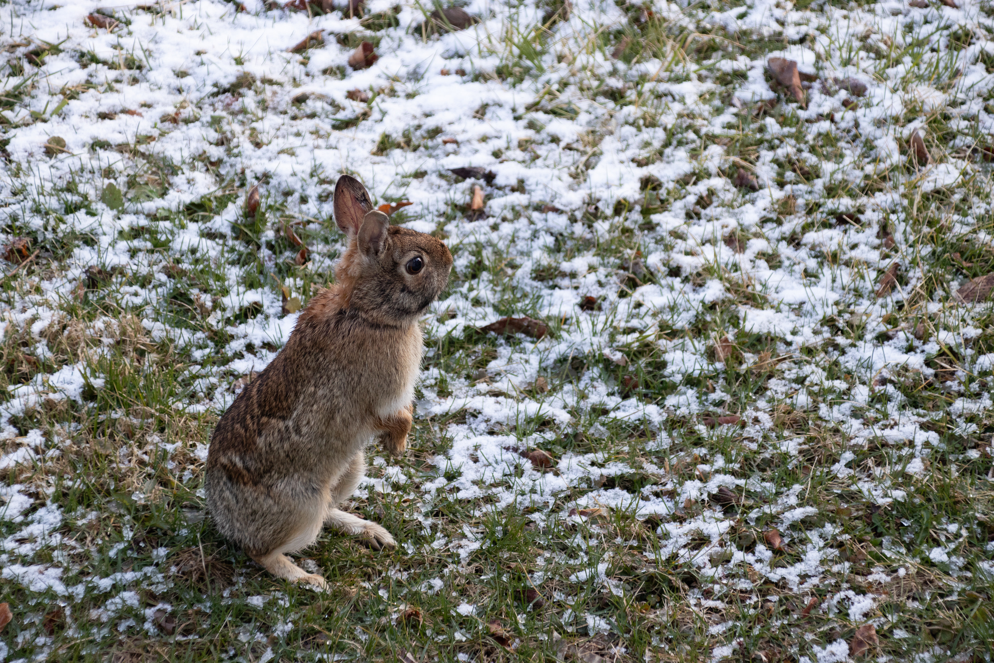 Rabbit in the backyard