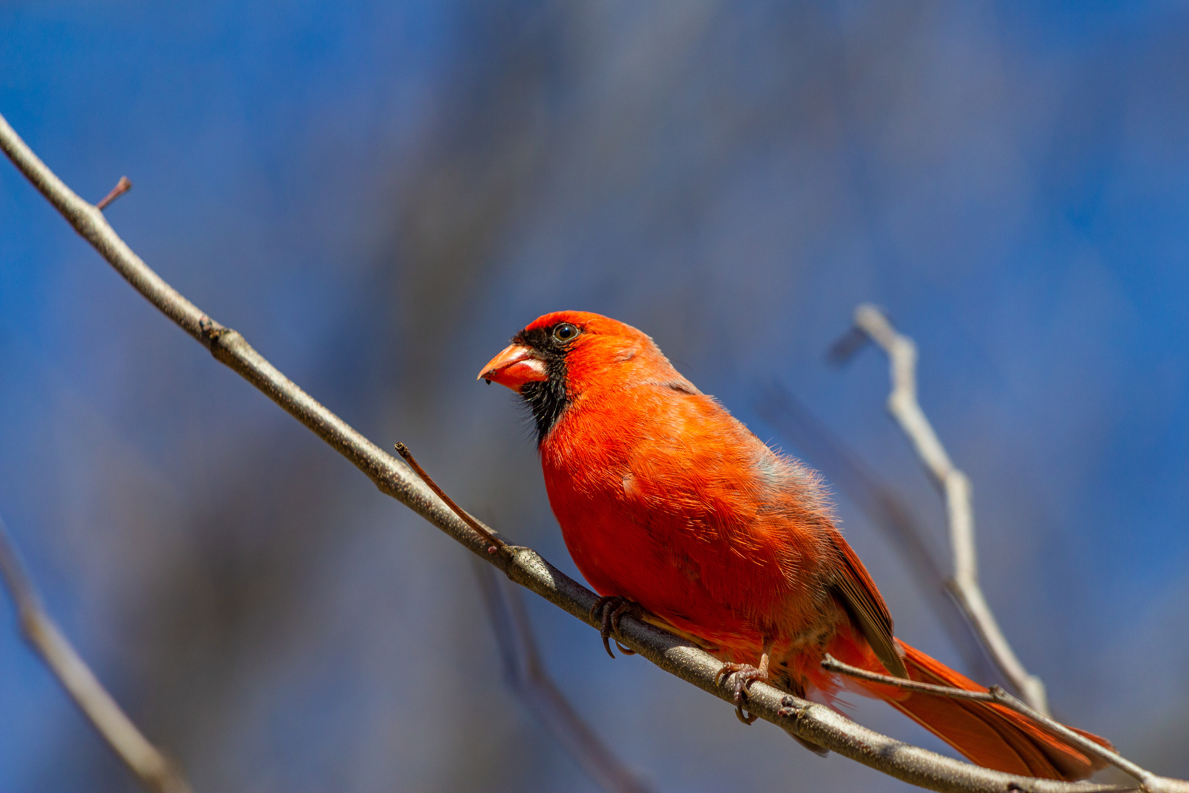 Northern Cardinal