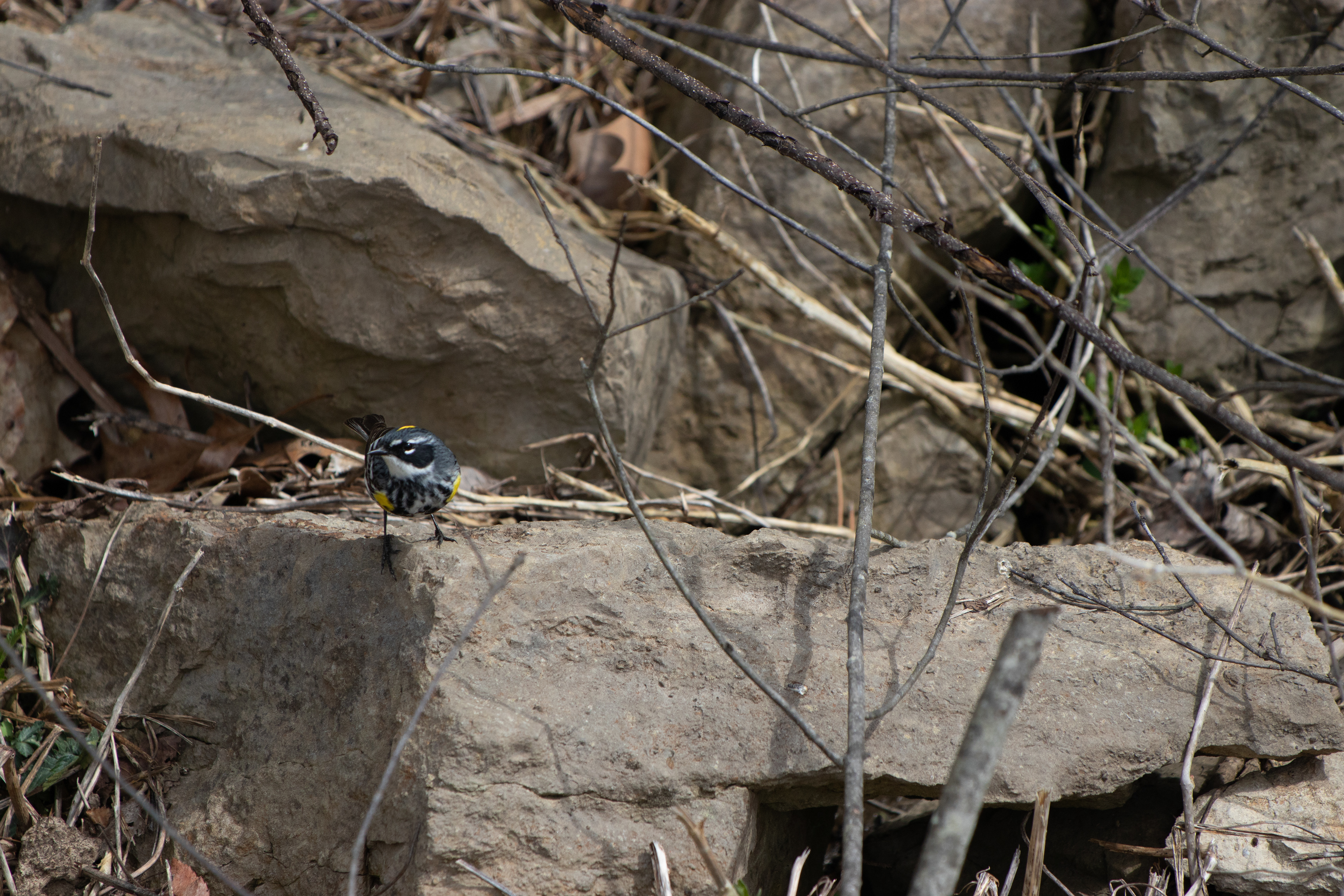 A Yellow-rumped warbler