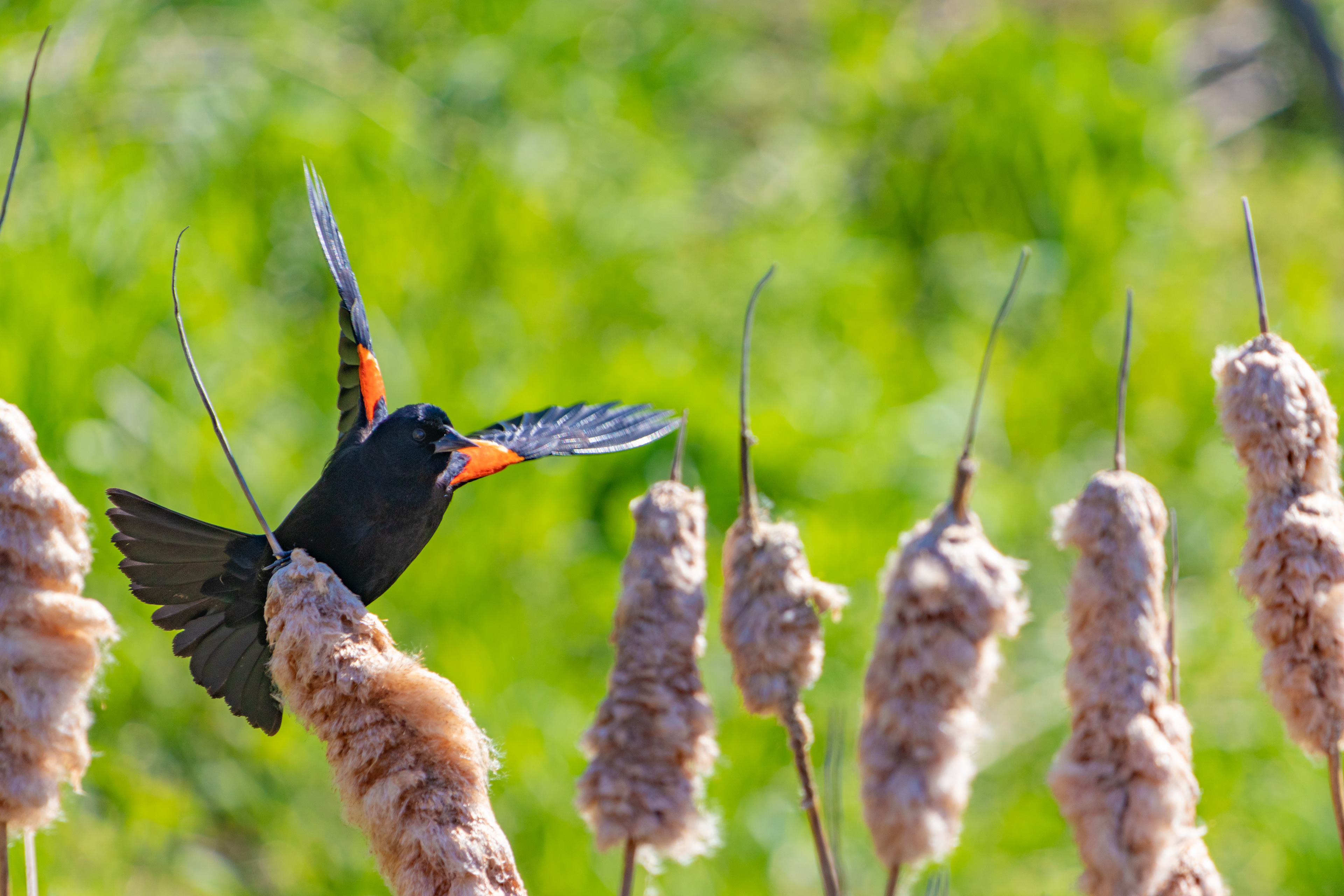 A Red-winged black bird at Phipps