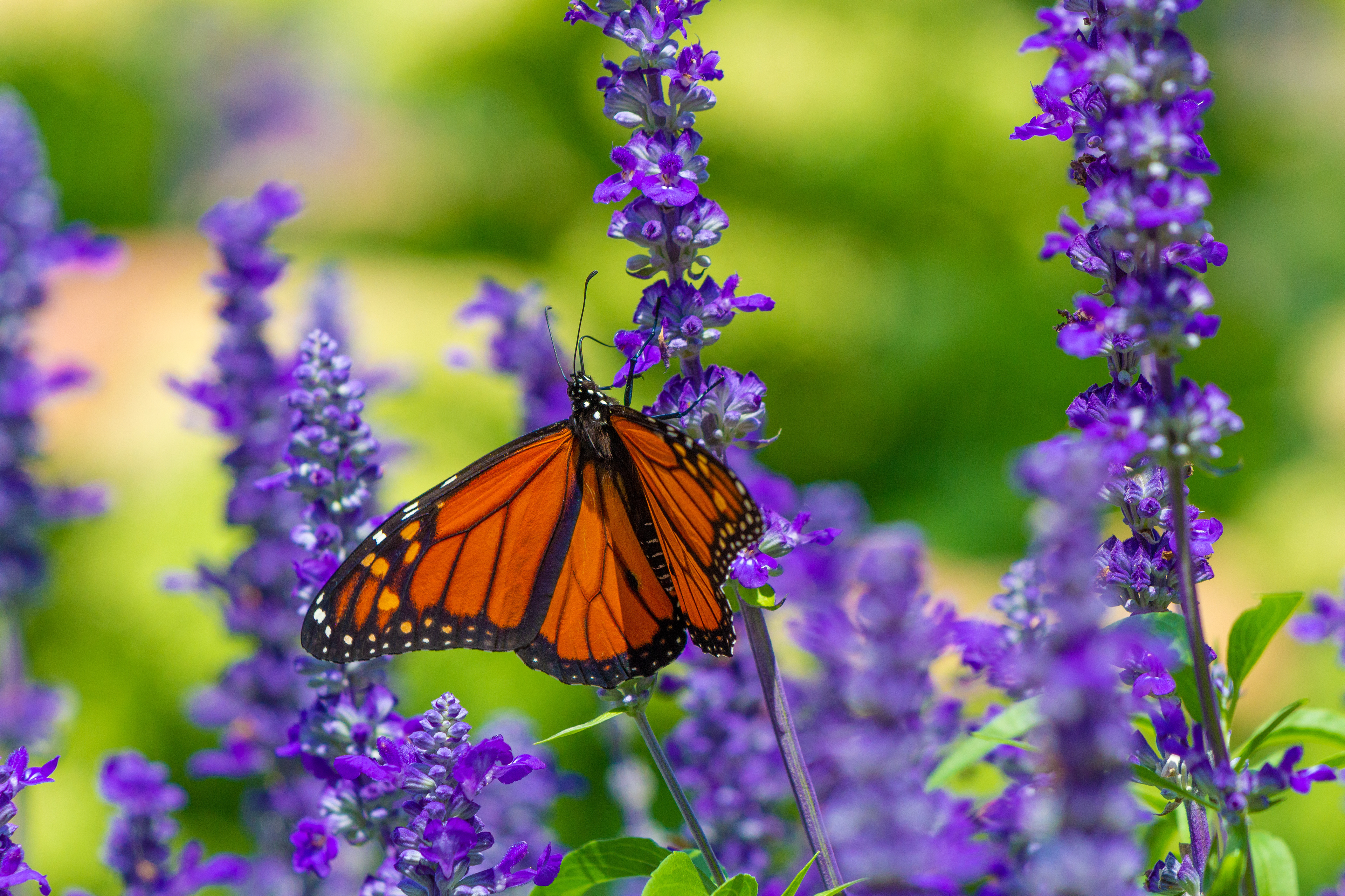A pretty orange butterfly
