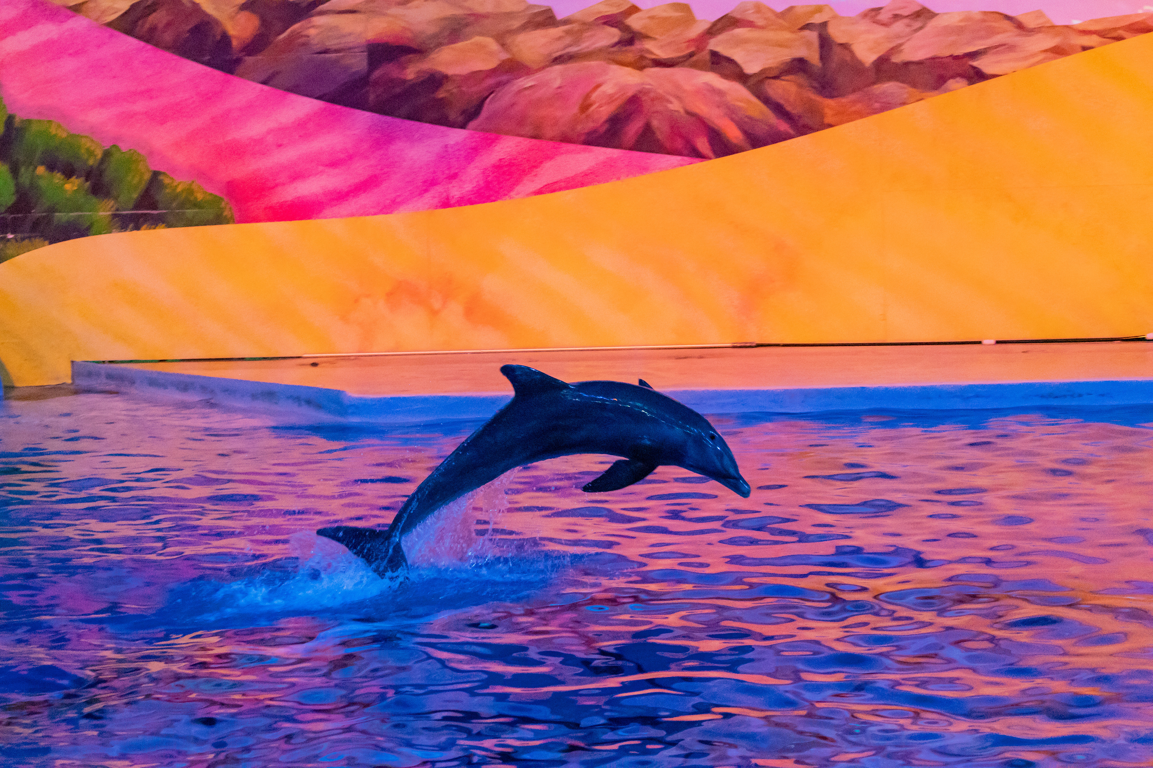 Dolphin Show, Indianaplis Zoo