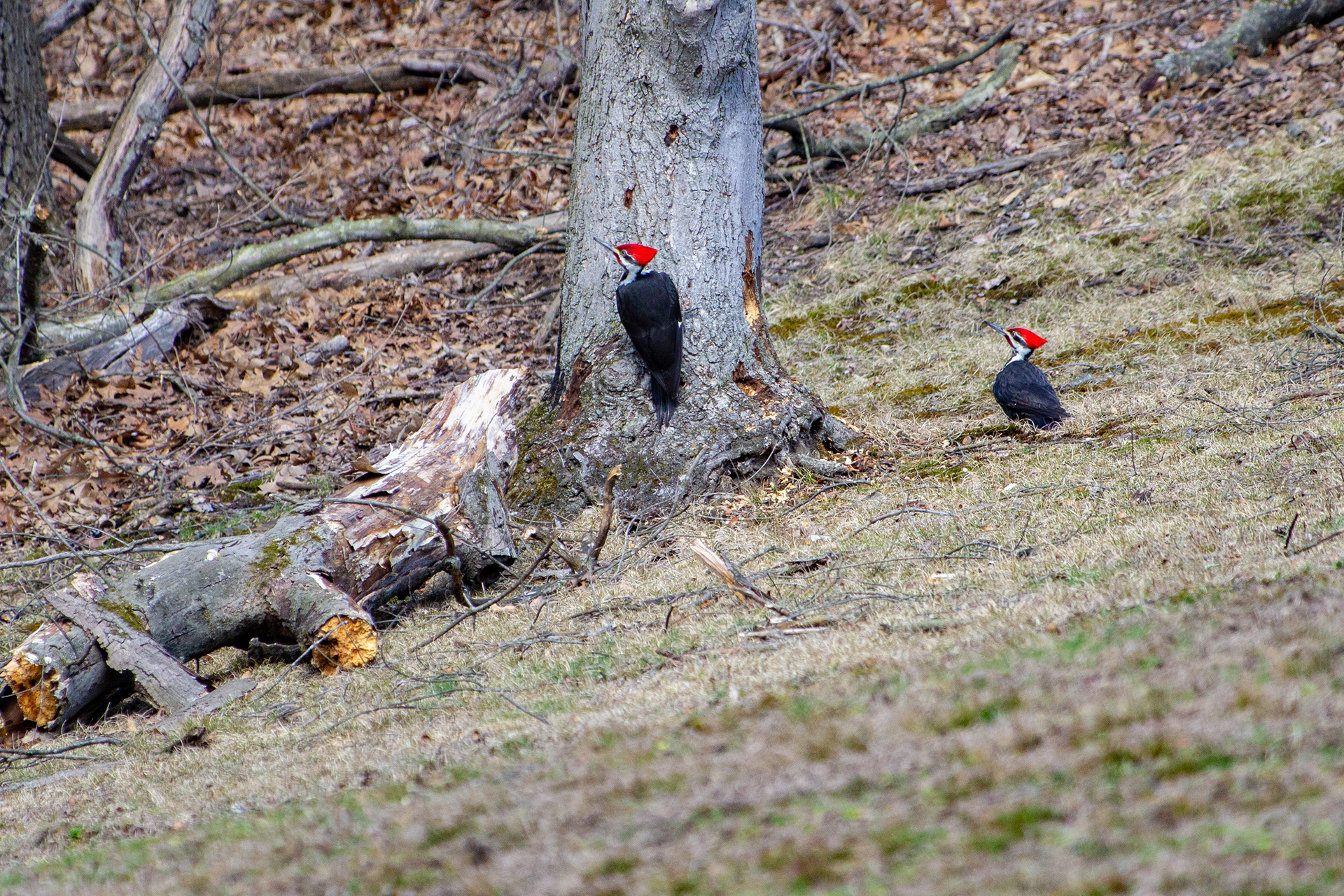 Woodpeckers a peckin'