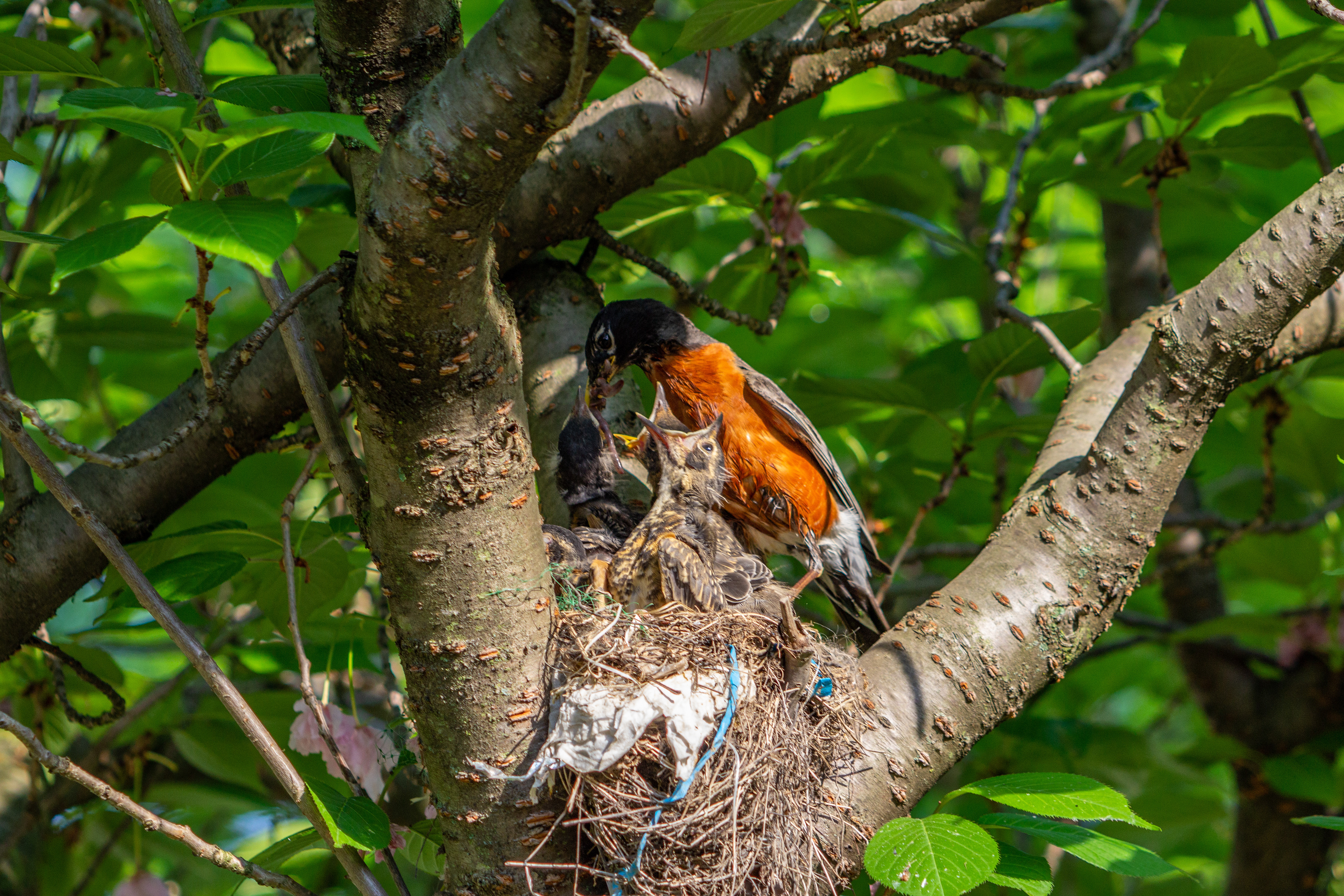 Lunchtime for the birds