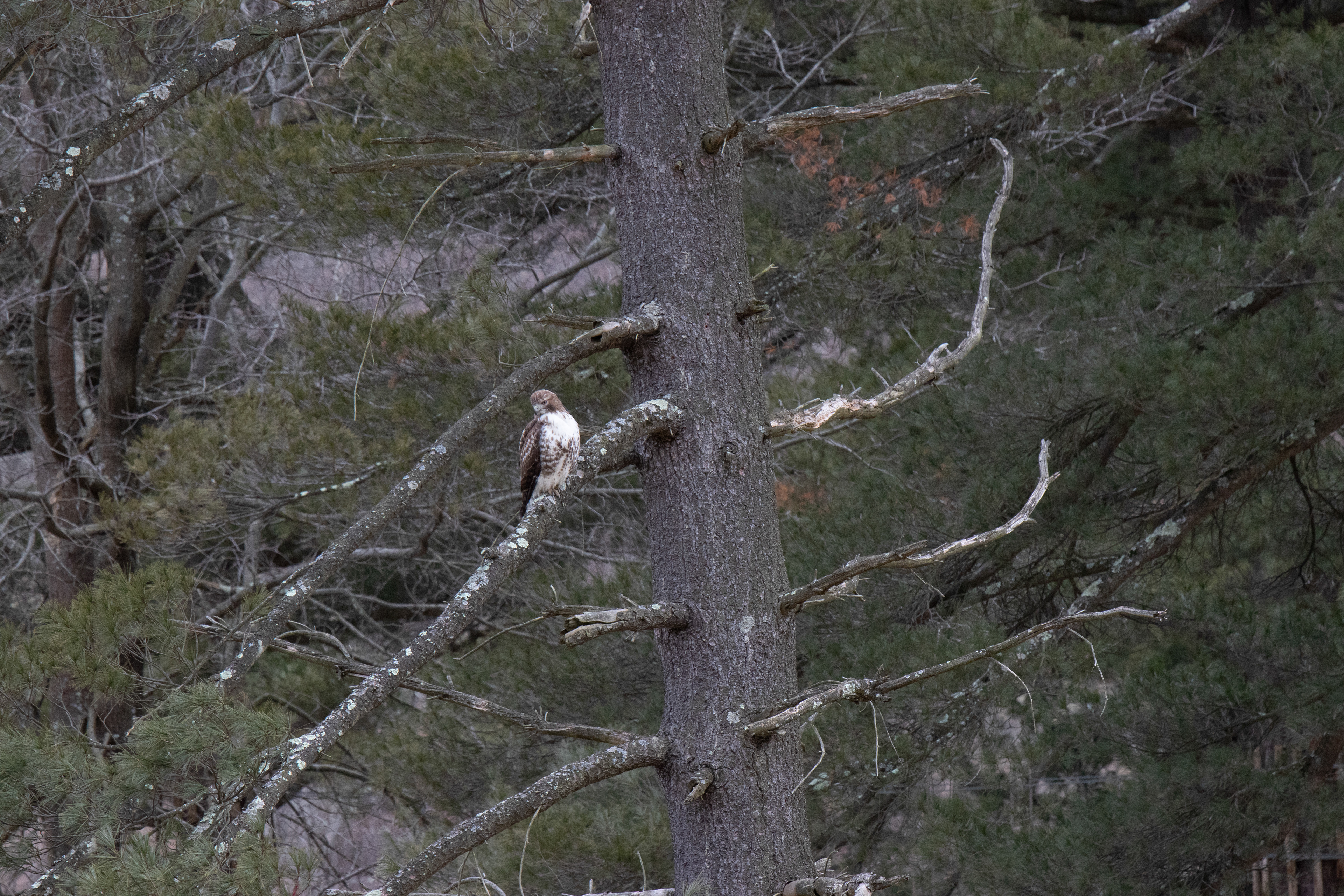 Hawk in tree