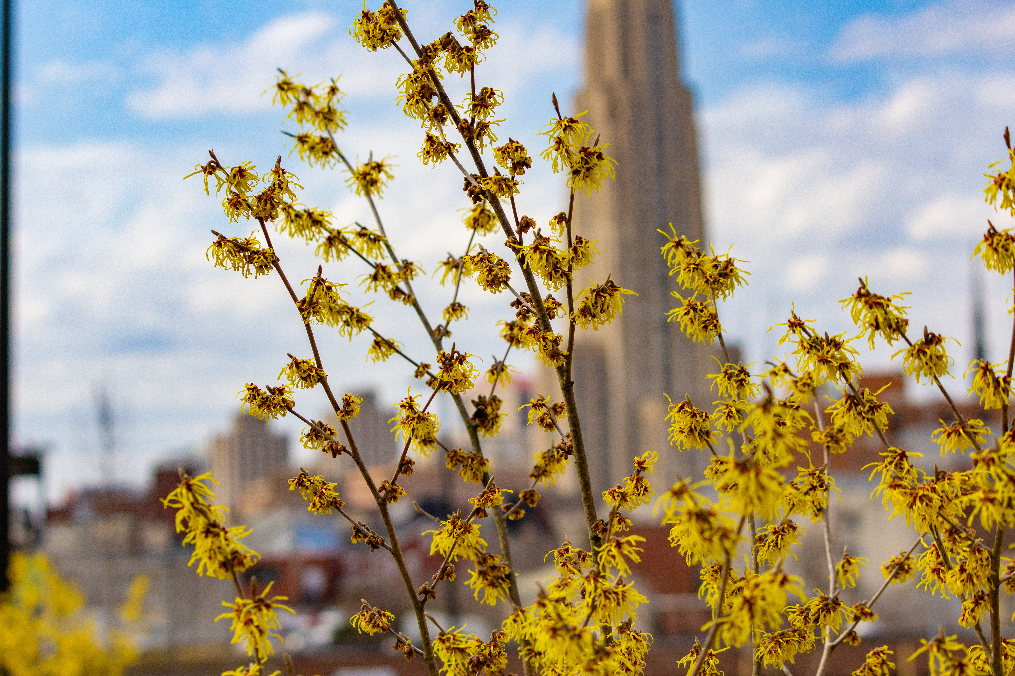 Flowers and the Cathedral