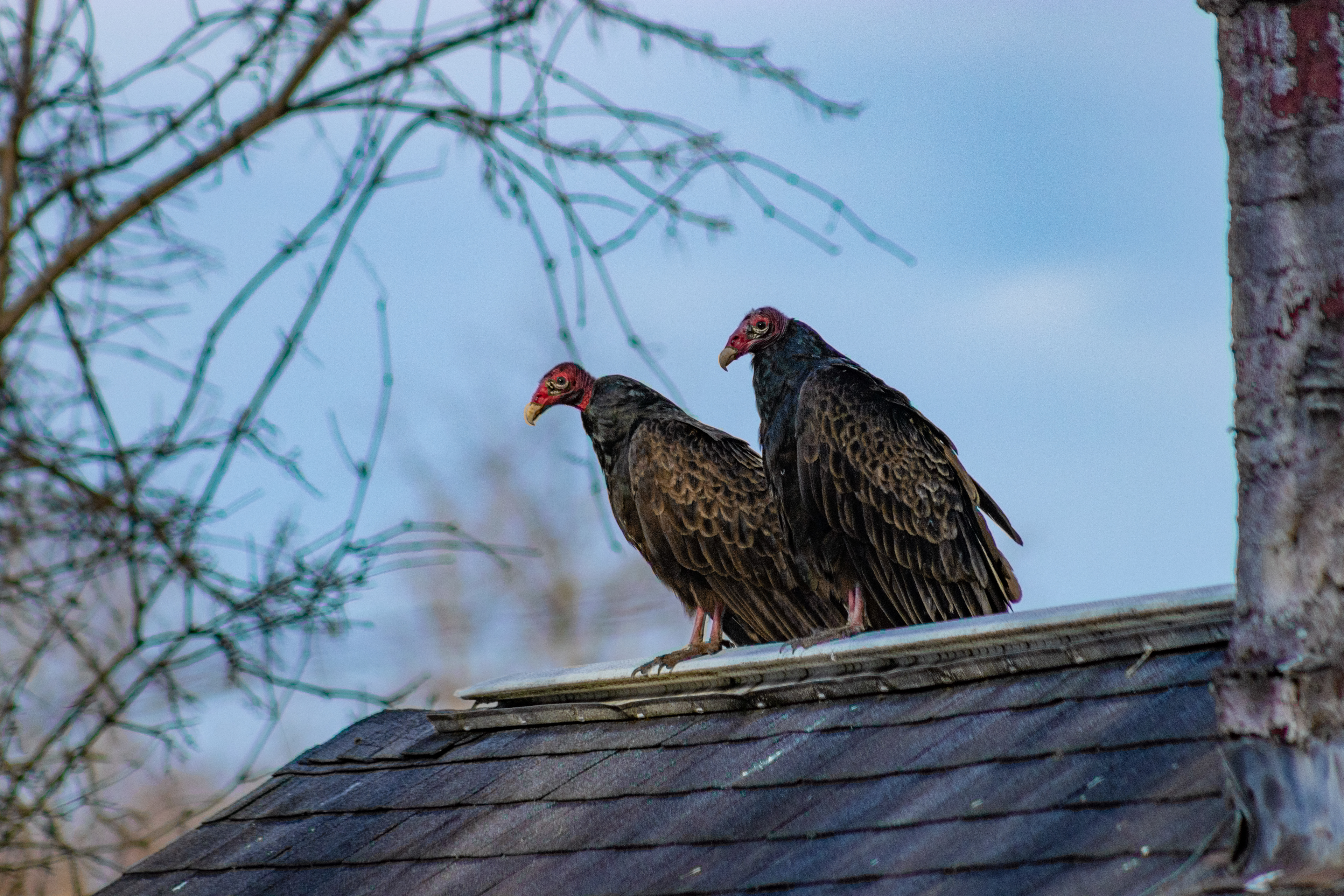 Turkey Vultures