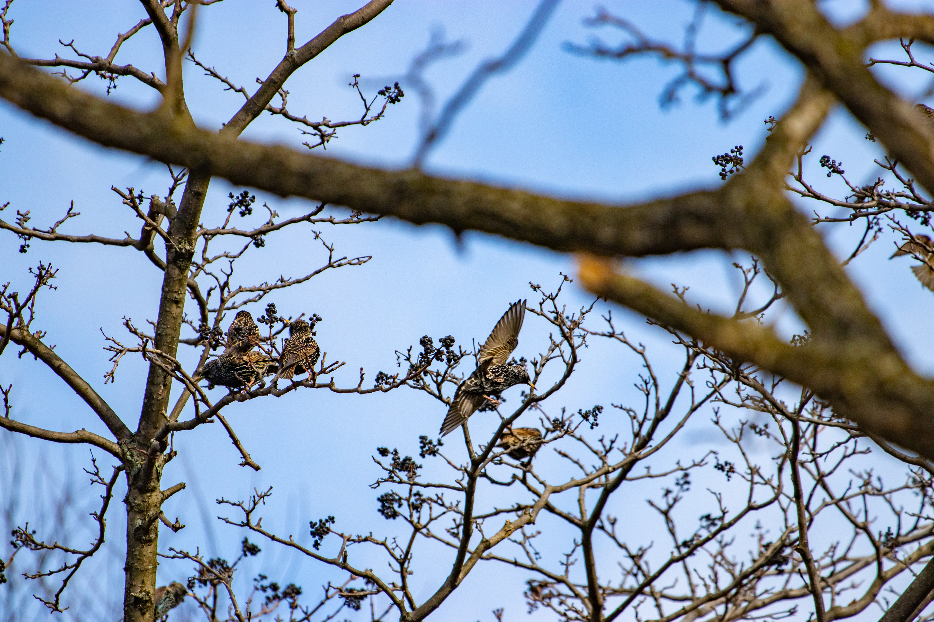 Flying European Starling