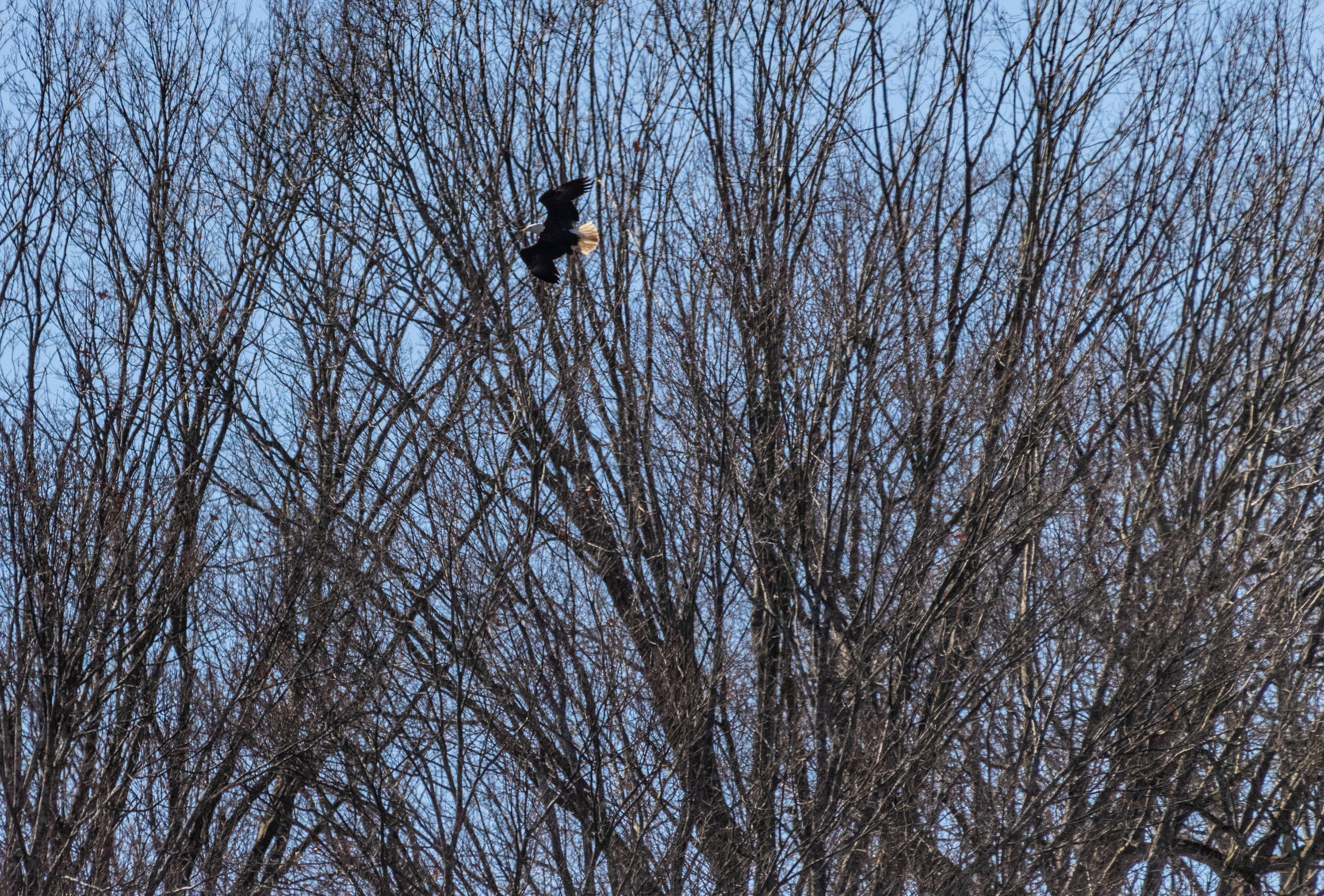 Bald Eagle in flight
