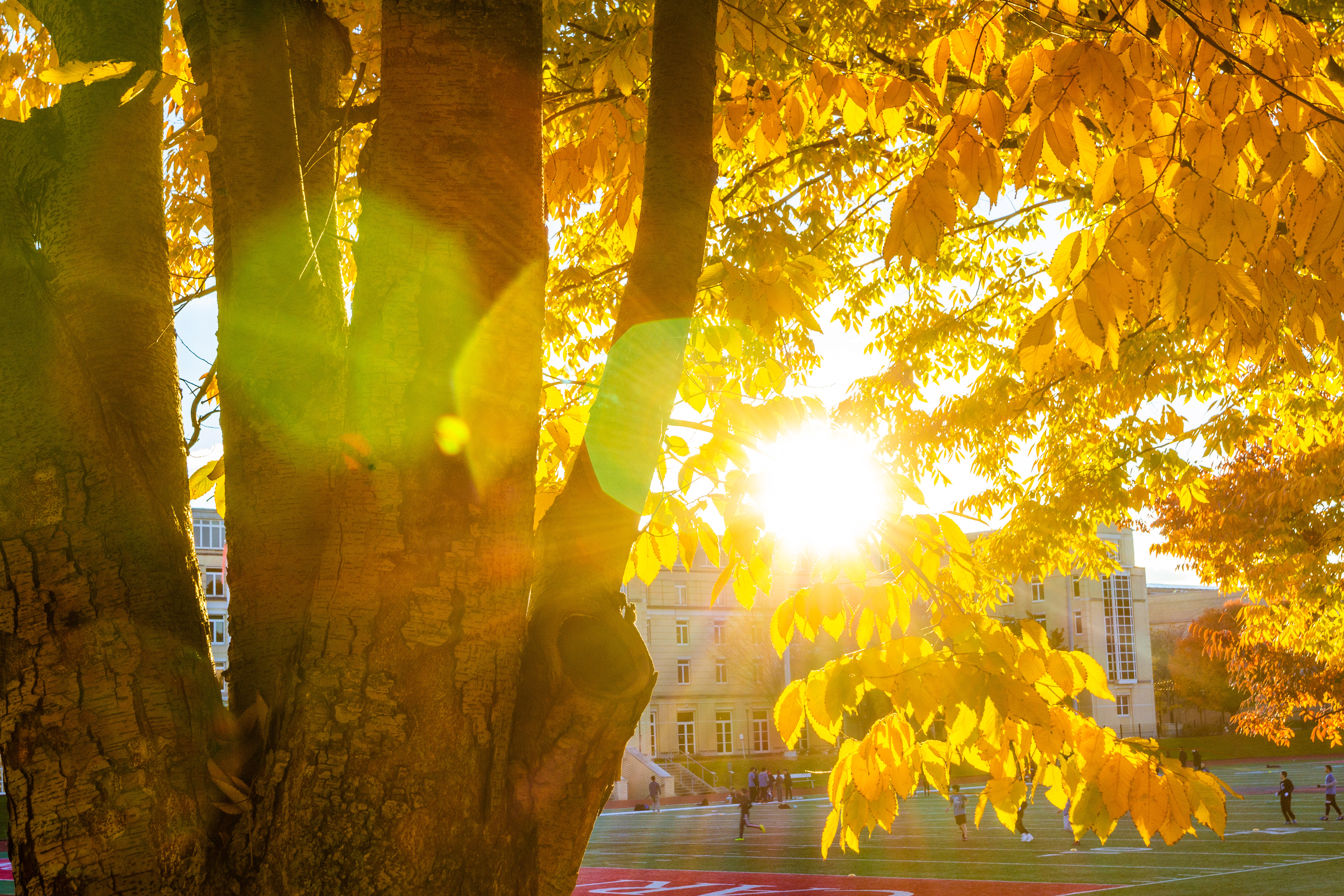 Sunset through the trees