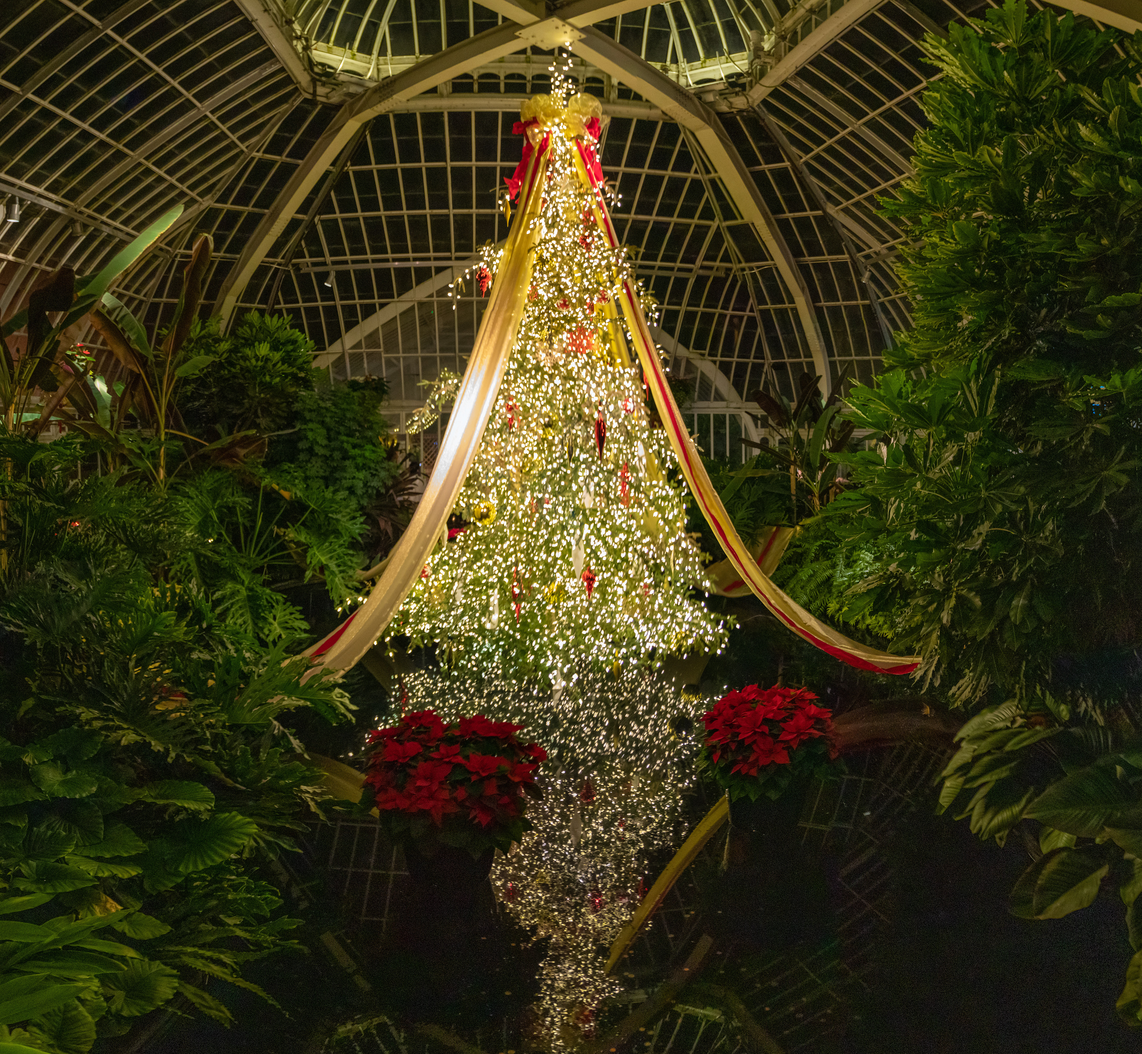 Phipps Tree