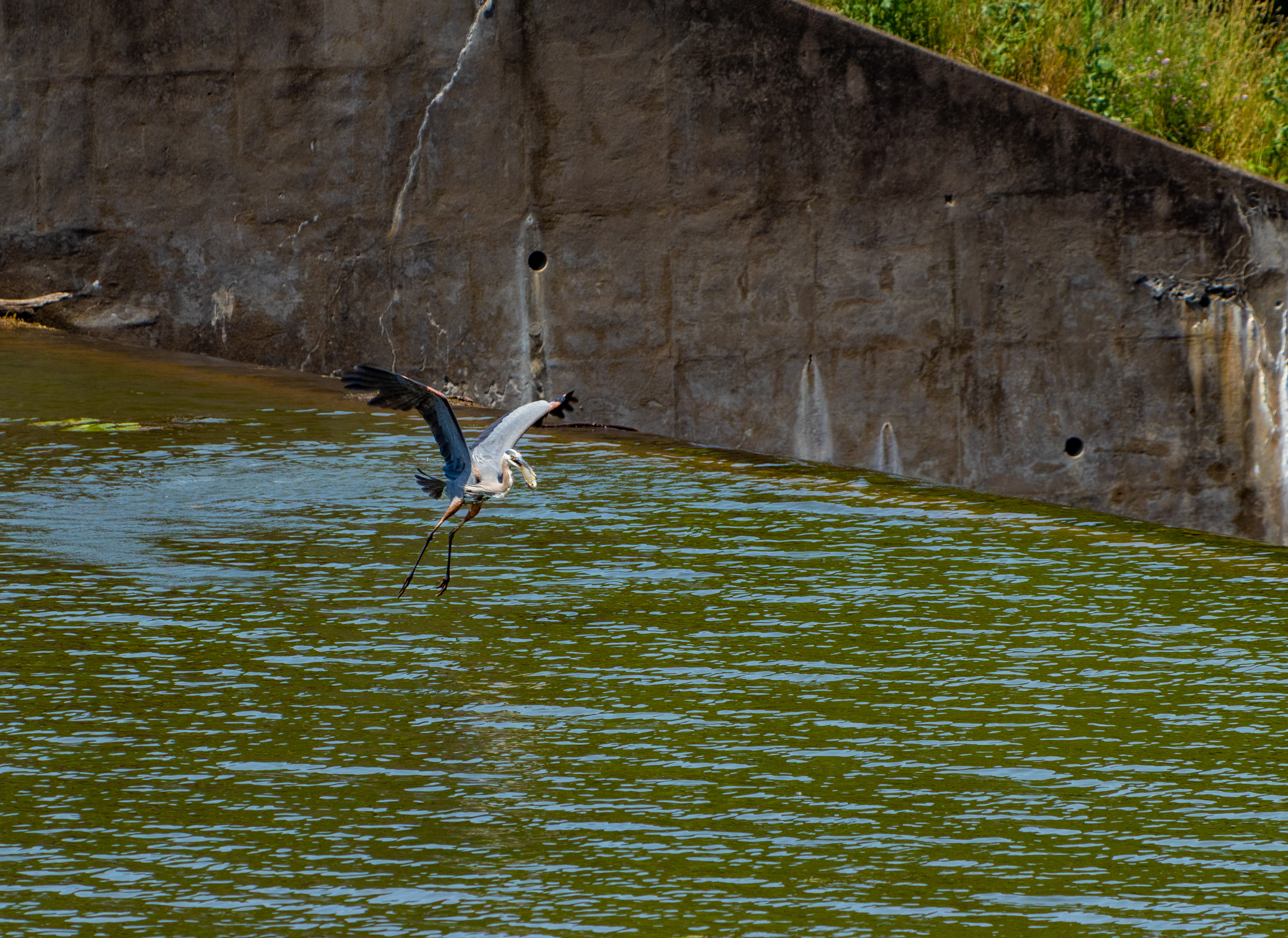 Blue Herron with Lunch