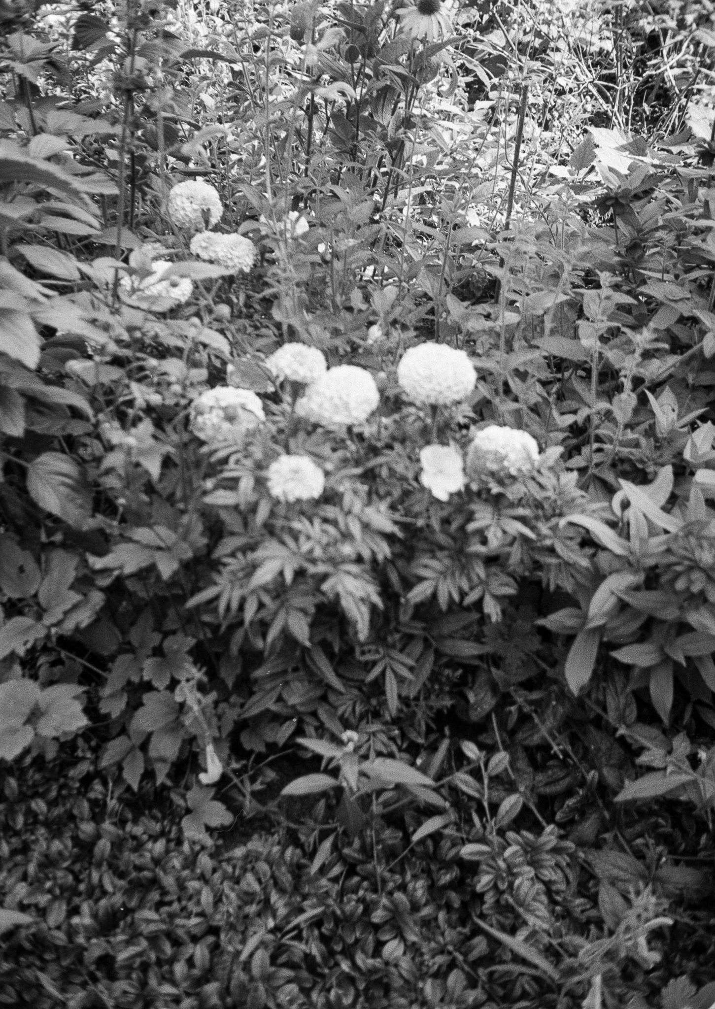 Kraków - © 2025 Tomasz Ryś