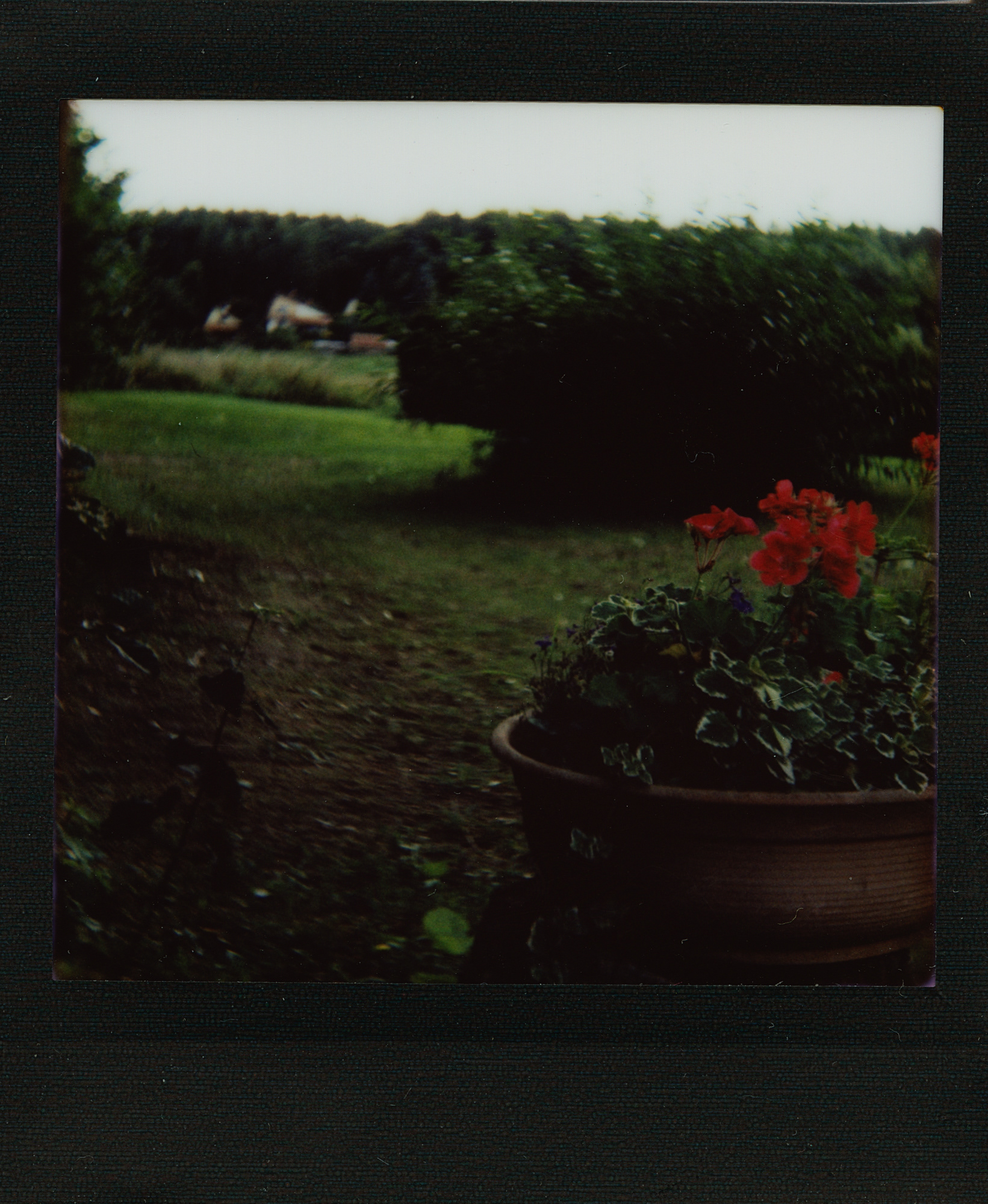 Canon AE-1 Program, FD 1:1.8 50mm, ISO 50, tryb auto. Biesówko