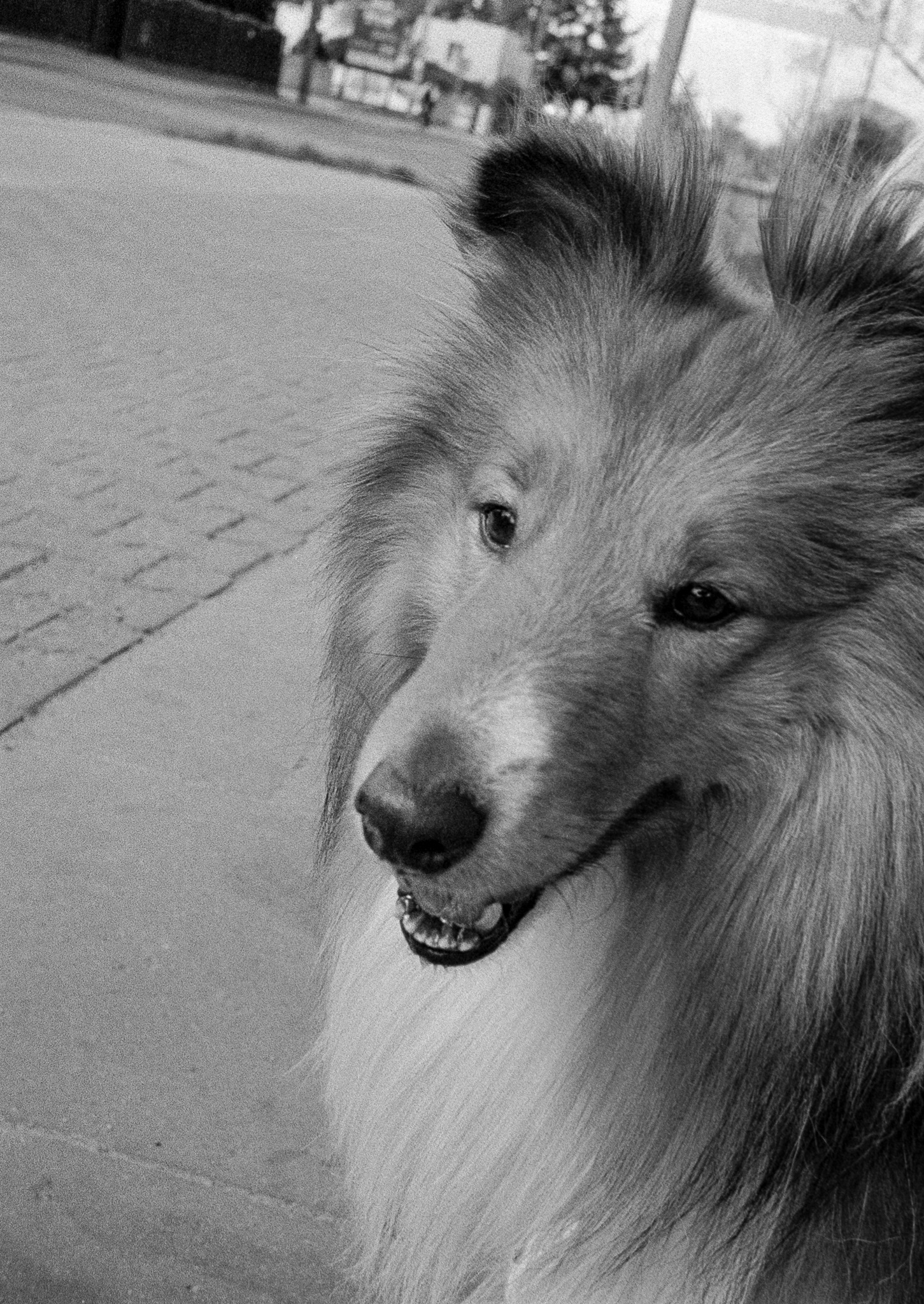 Rajan - © 2025 Tomasz Ryś