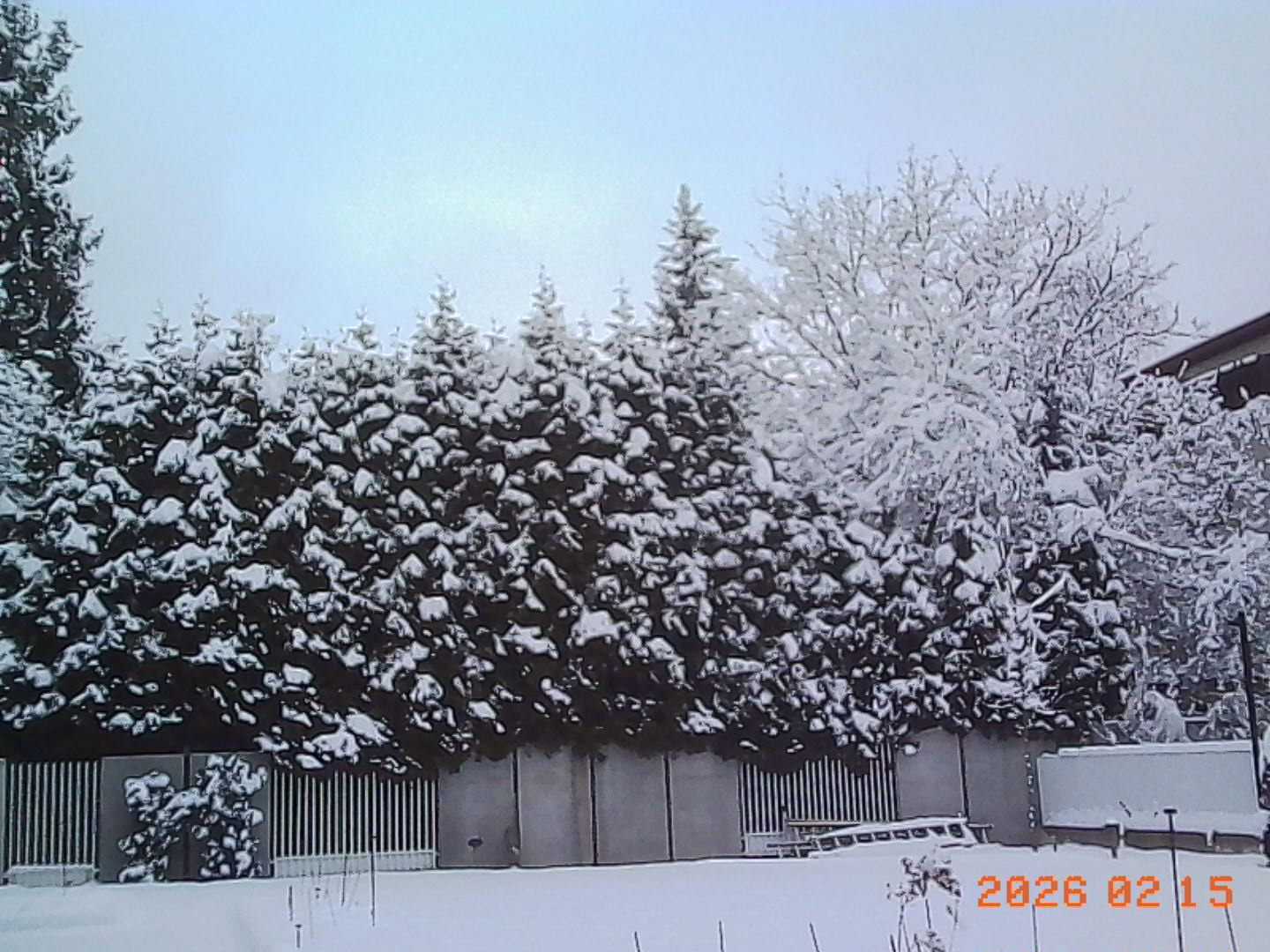 Zrobione Kodak Charmera - © 2026 Tomasz Ryś