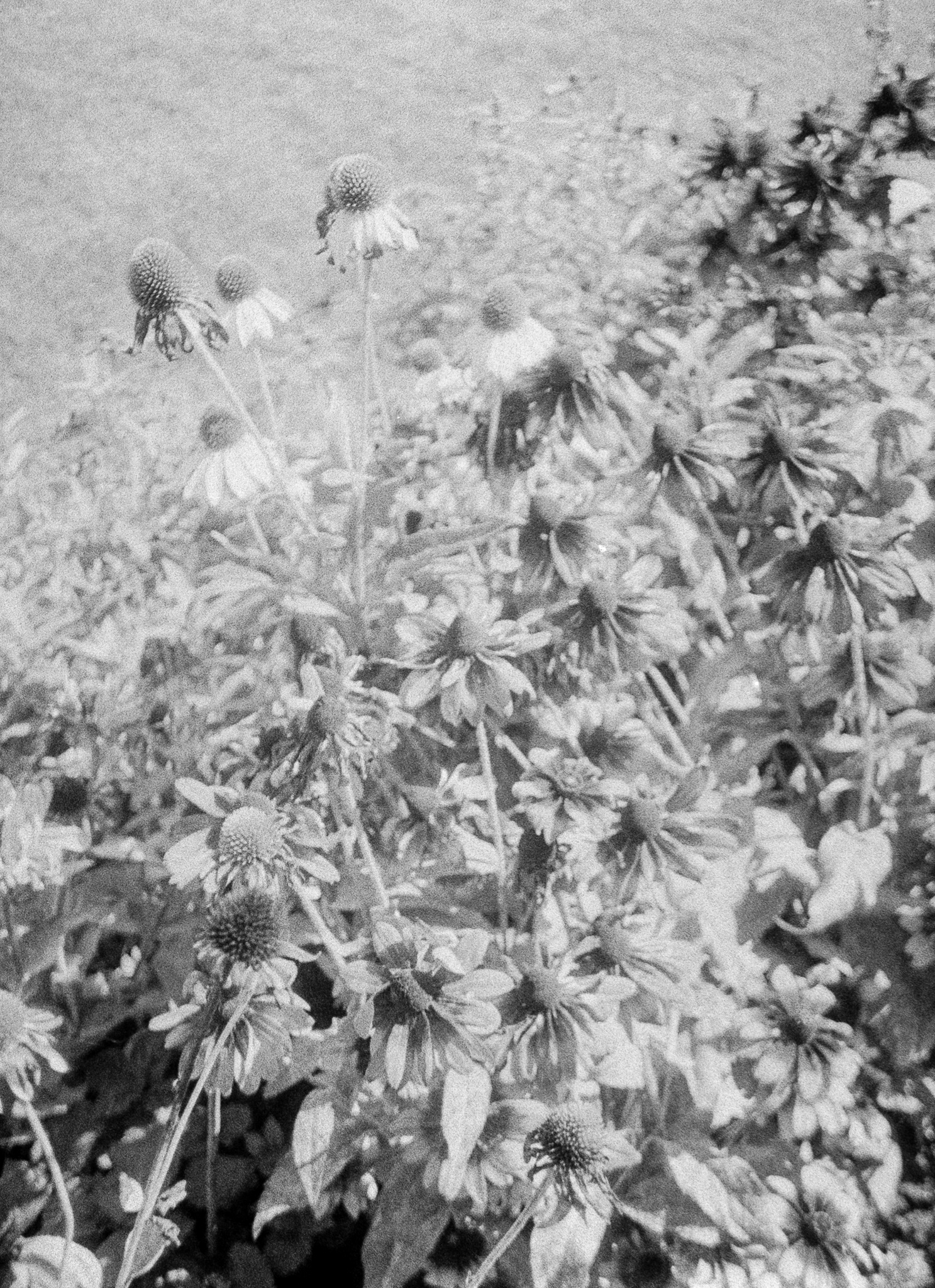 Kwiaty - © 2025 Tomasz Ryś