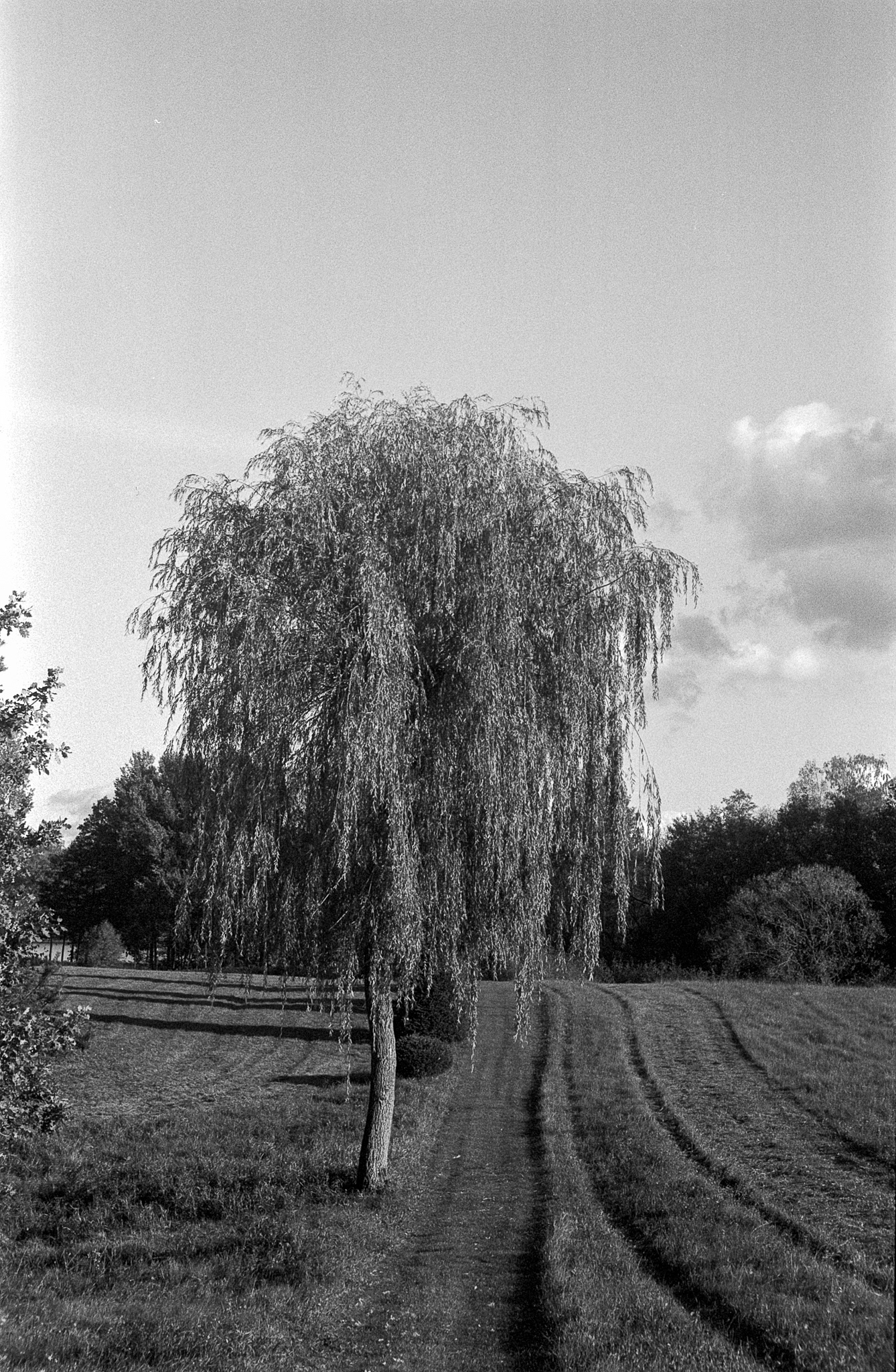 © 2023 Tomasz Ryś, Ilford FP4+, Infosol 3