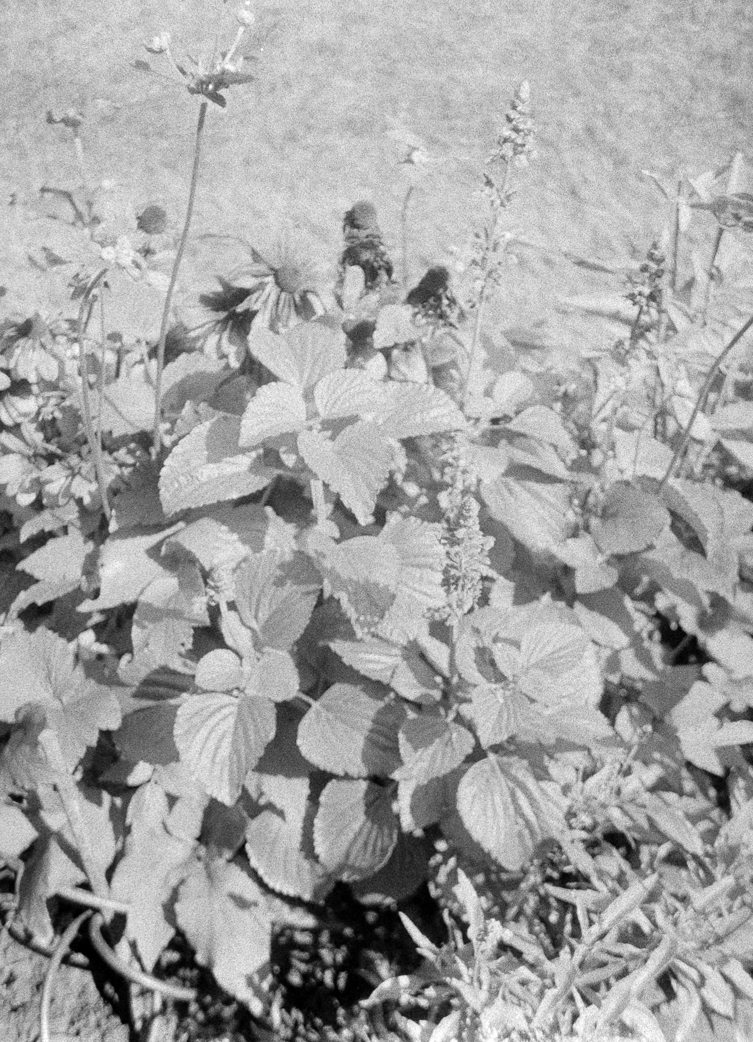 Kwiaty - © 2025 Tomasz Ryś