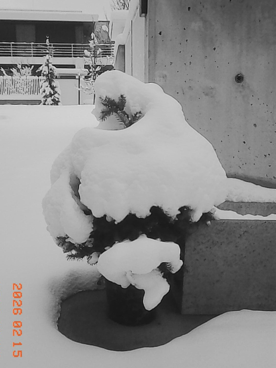 Drzewko w śniegu - © 2026 Tomasz Ryś