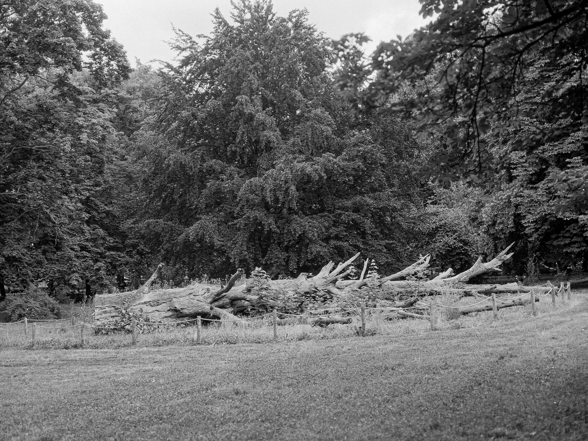 Planty w Krakowie - © 2025 Tomasz Ryś