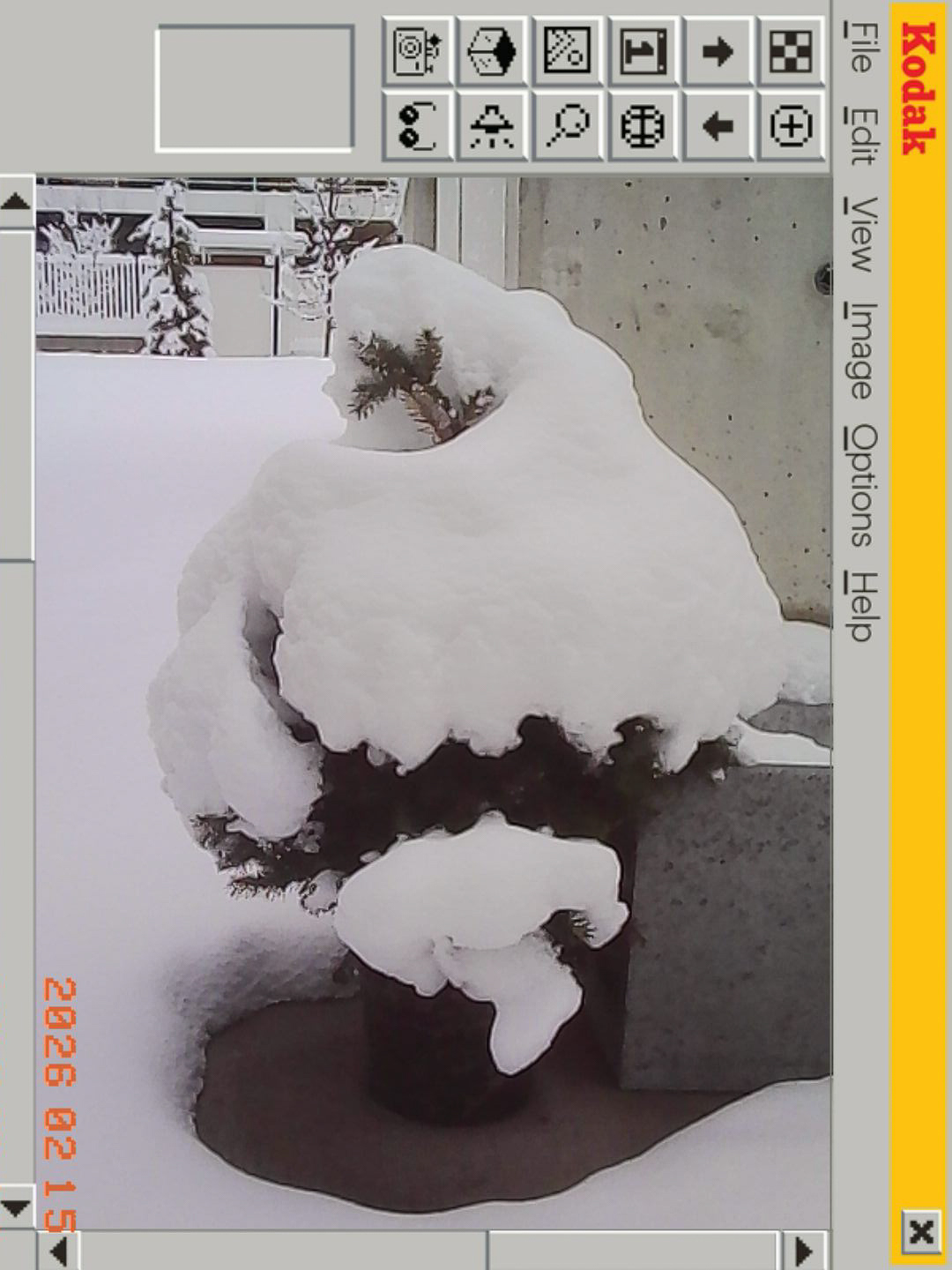 Drzewko w śniegu - © 2026 Tomasz Ryś