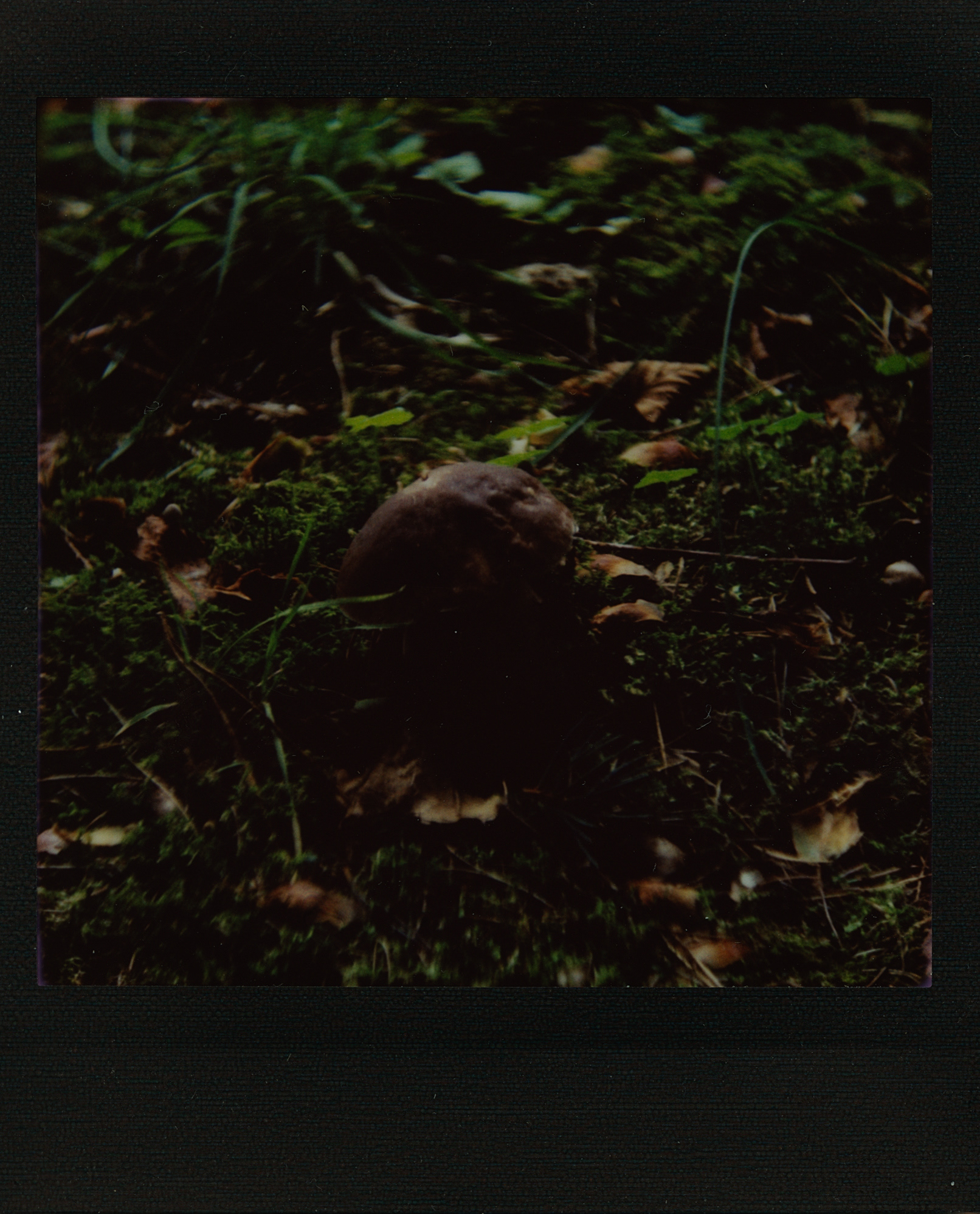 Biesówko. Canon AE-1 Program, FD 1:1.8 50mm, ISO 50, tryb auto