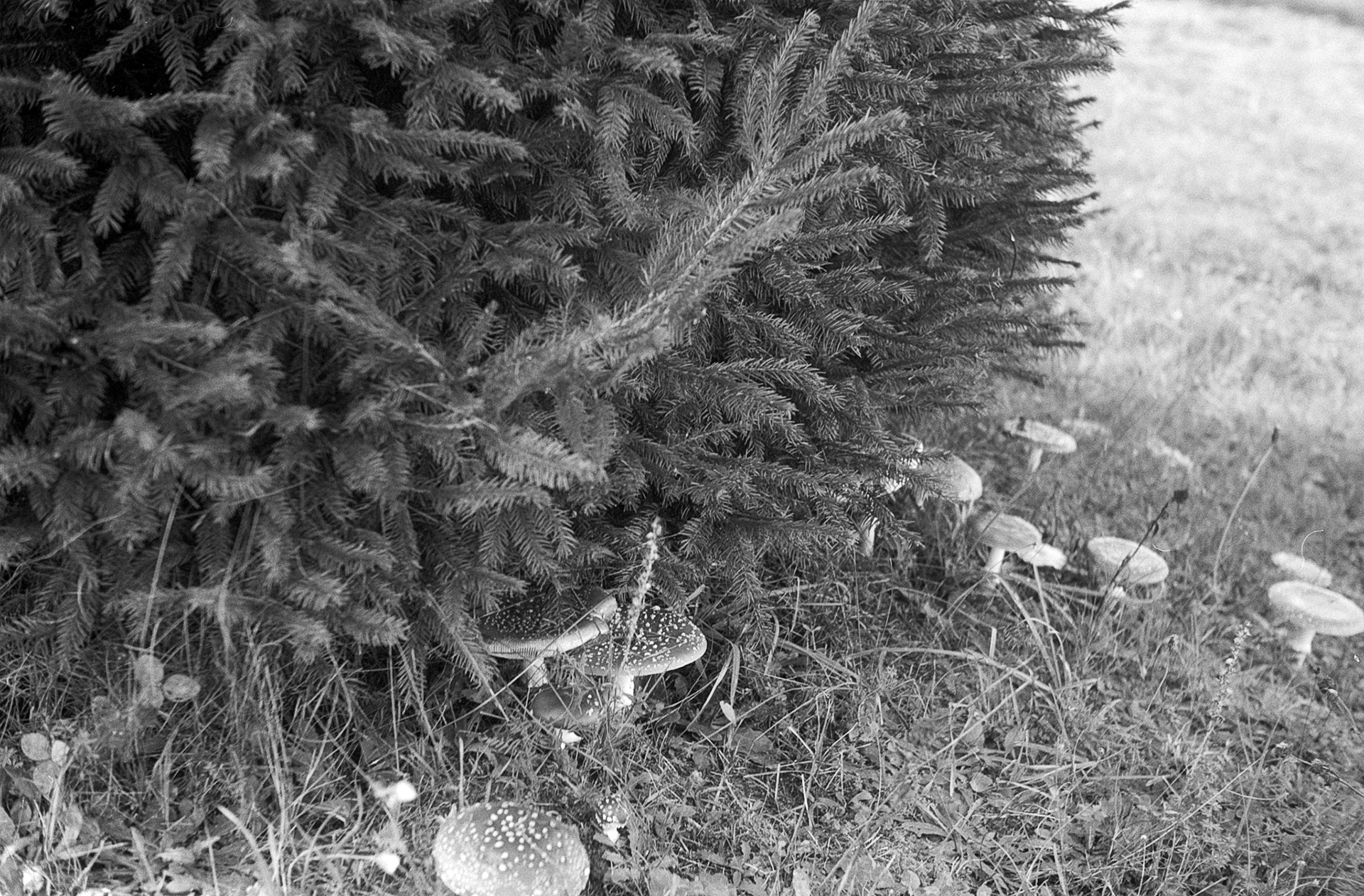 © 2023 Tomasz Ryś, Ilford FP4+, Infosol 3