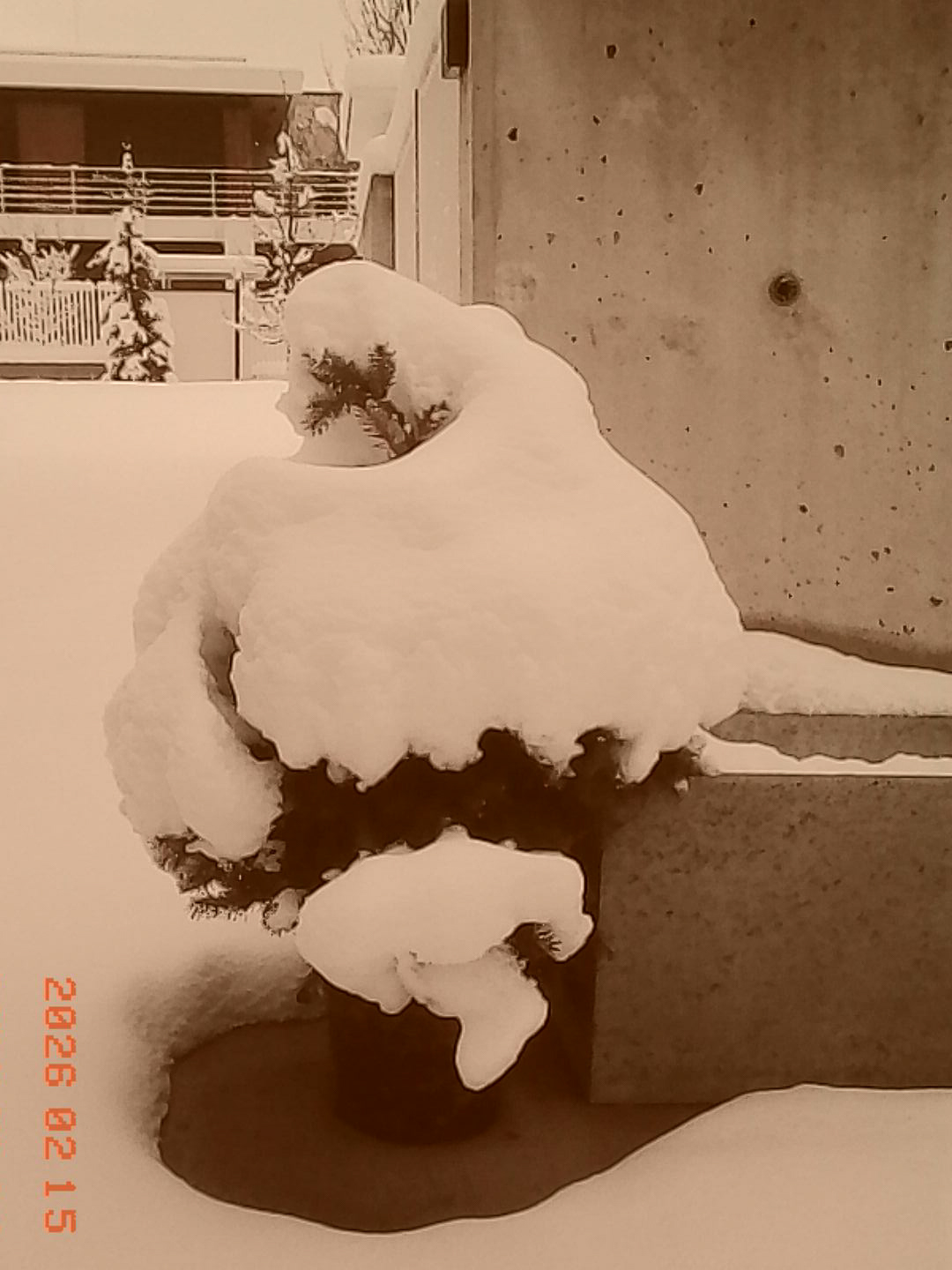 Drzewko w śniegu - © 2026 Tomasz Ryś