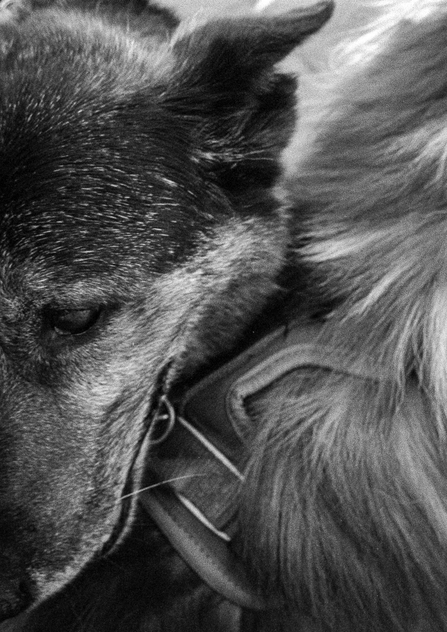 Dolar - © 2025 Tomasz Ryś