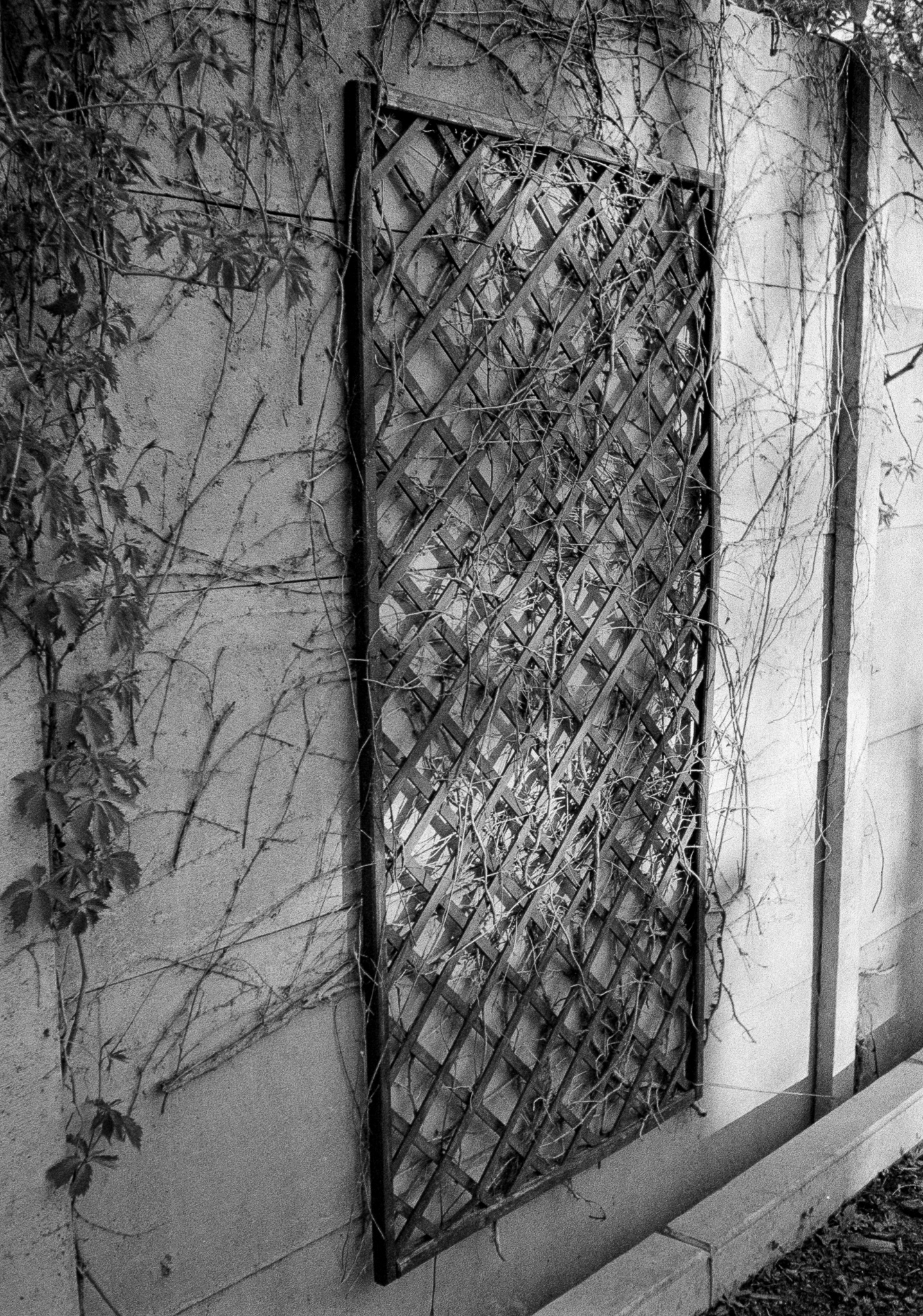 Warszawa, Międzylessie - © 2025 Tomasz Ryś