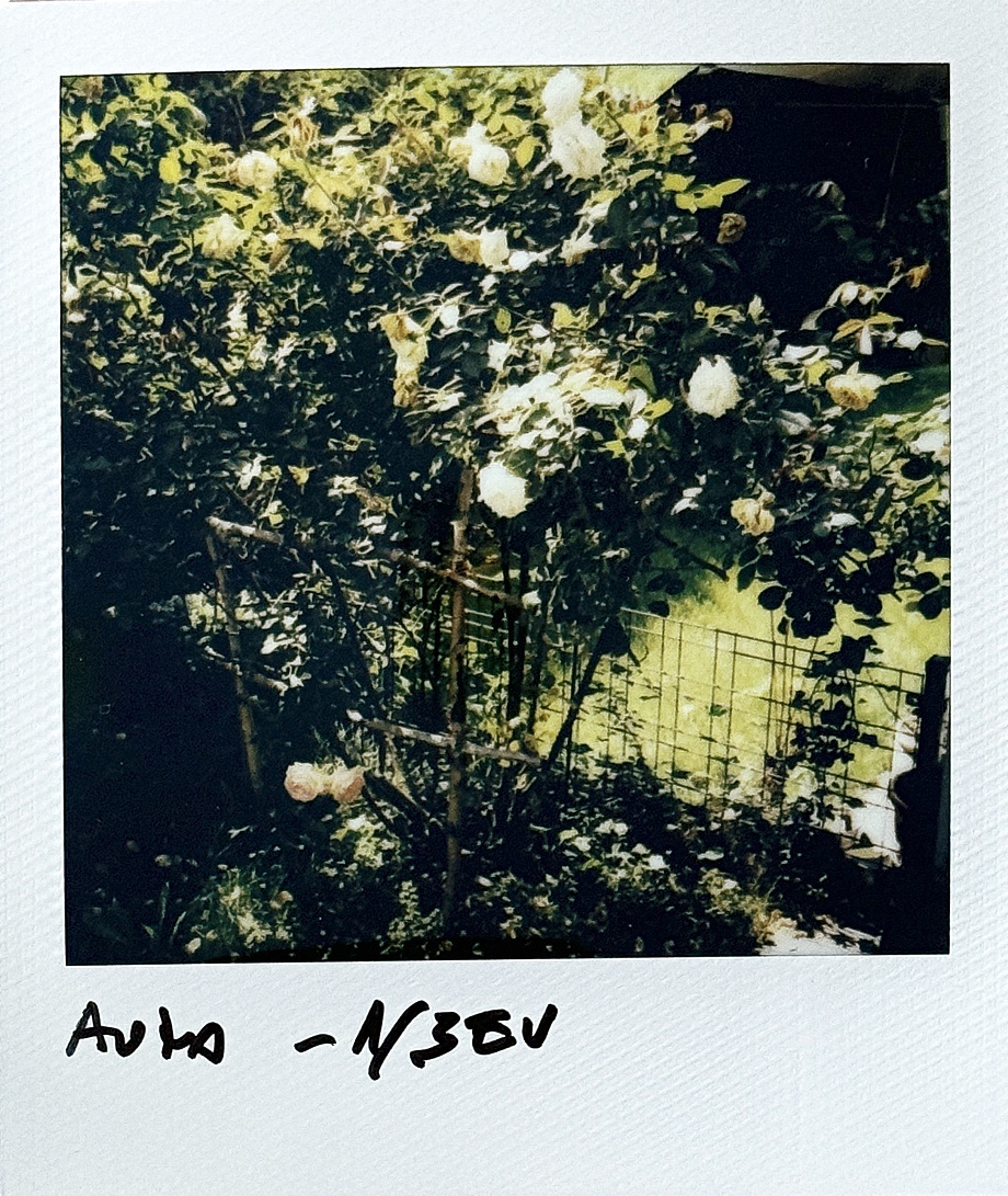 Polaroid I-2 na I-Type Color. © 2024 Tomasz Ryś