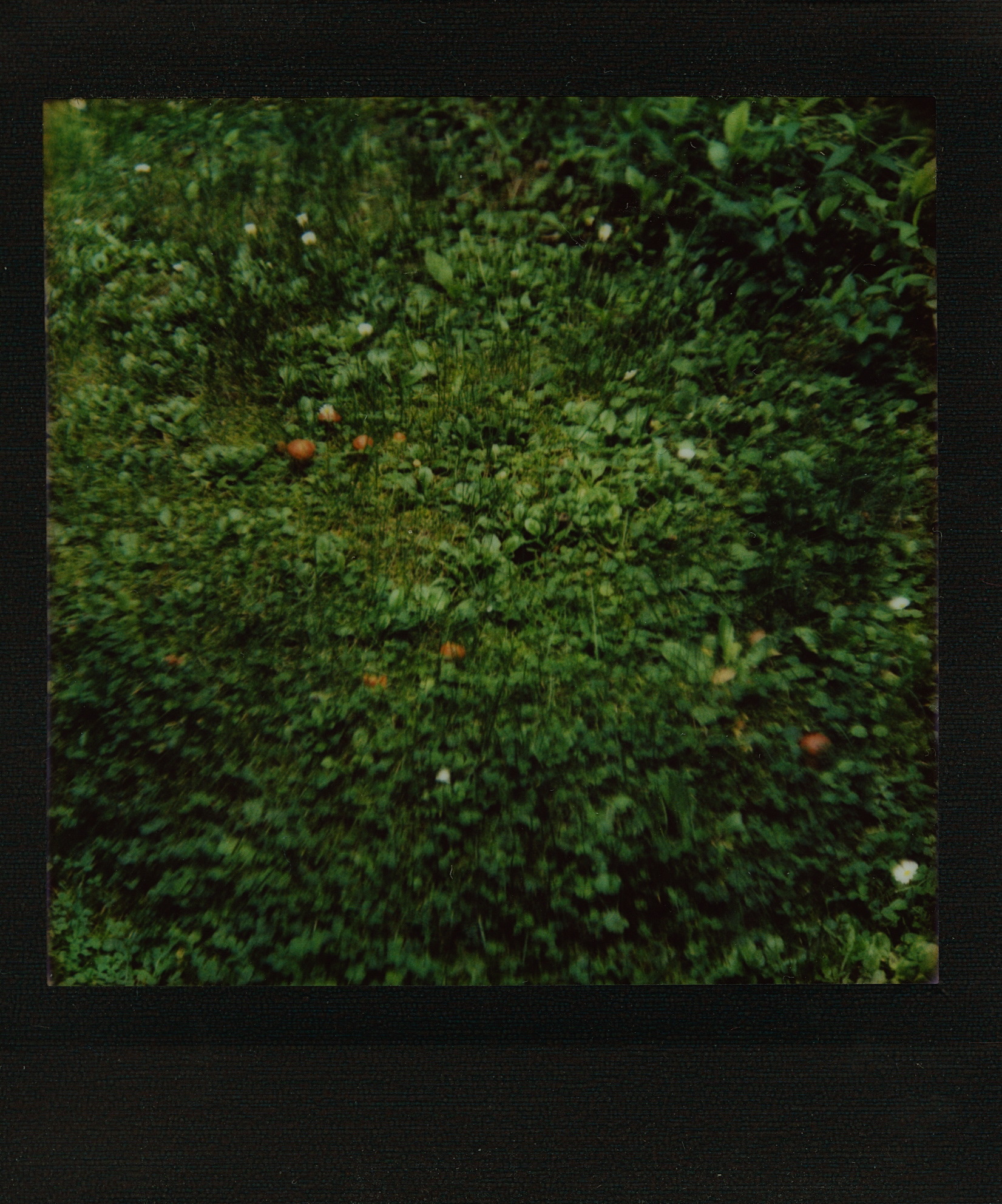 Biesówko. Canon AE-1 Program, FD 1:1.8 50mm, ISO 25, tryb auto