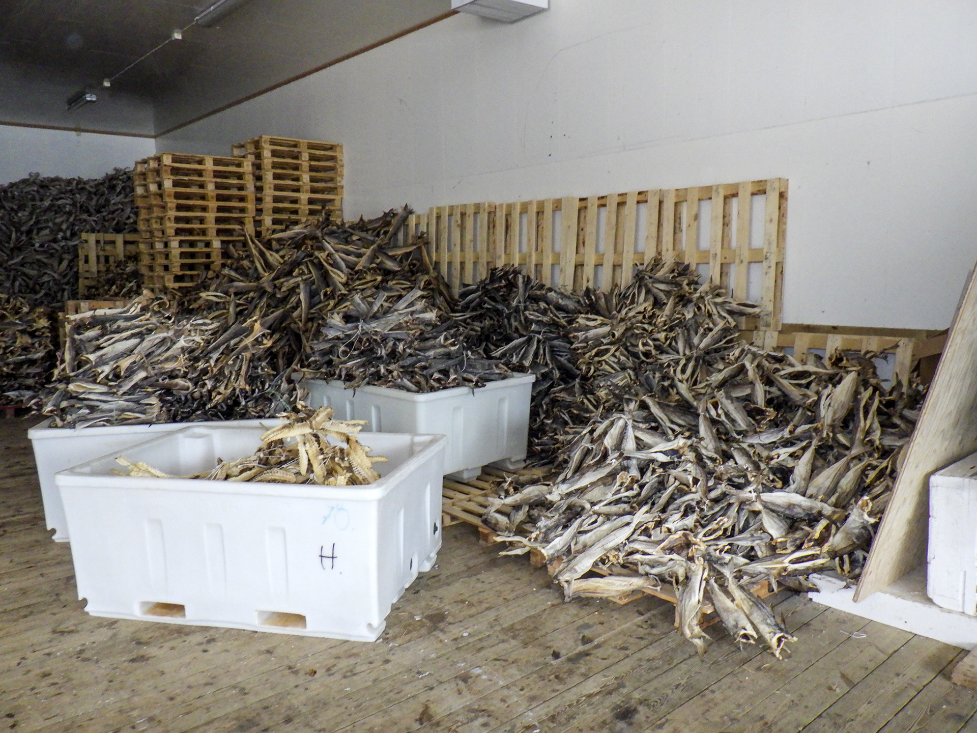 Uloya, Norwegia - © 2024, 2025 Tomasz Ryś