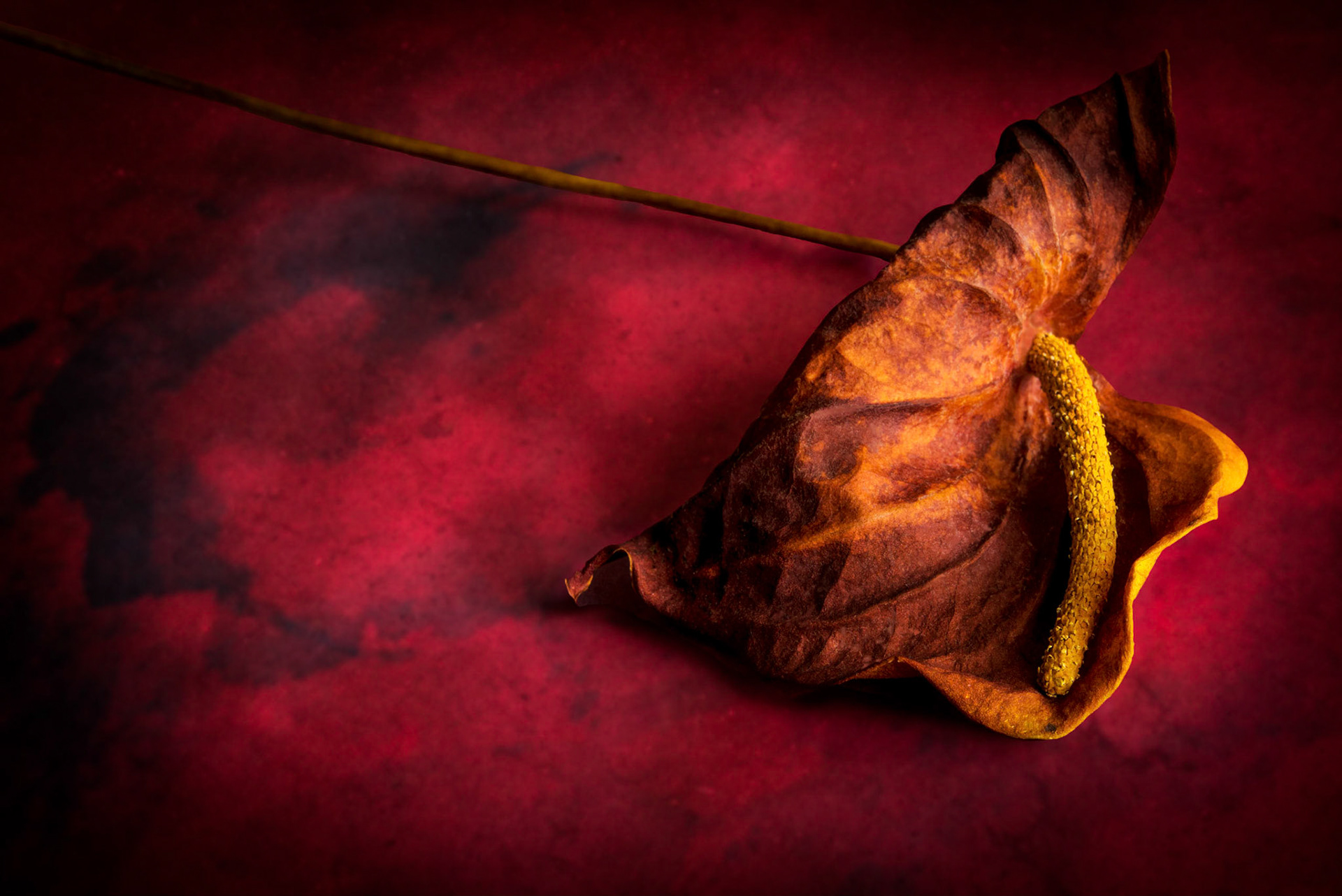 Bleeding Antherium