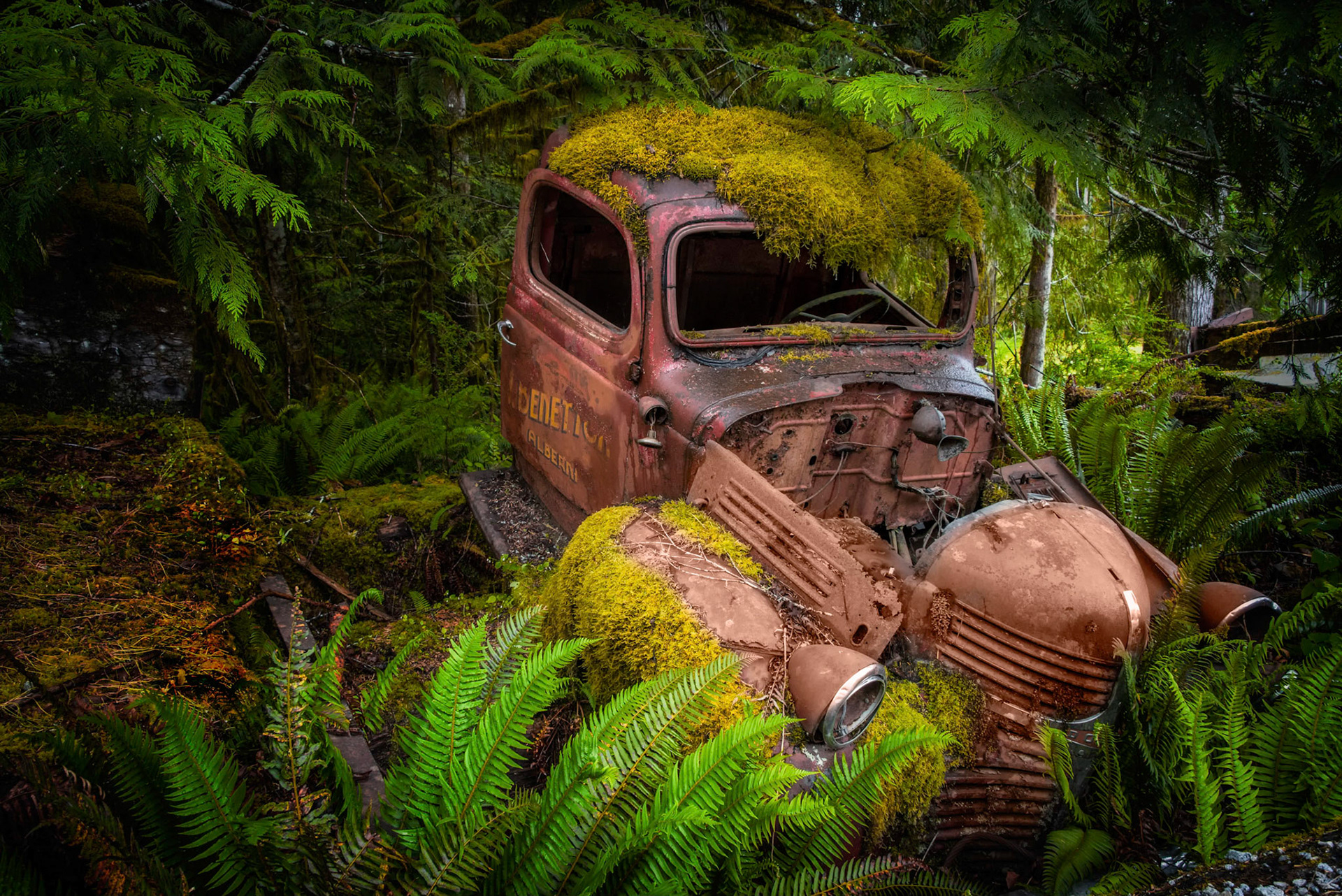 Nature Reclaiming What Man Discards