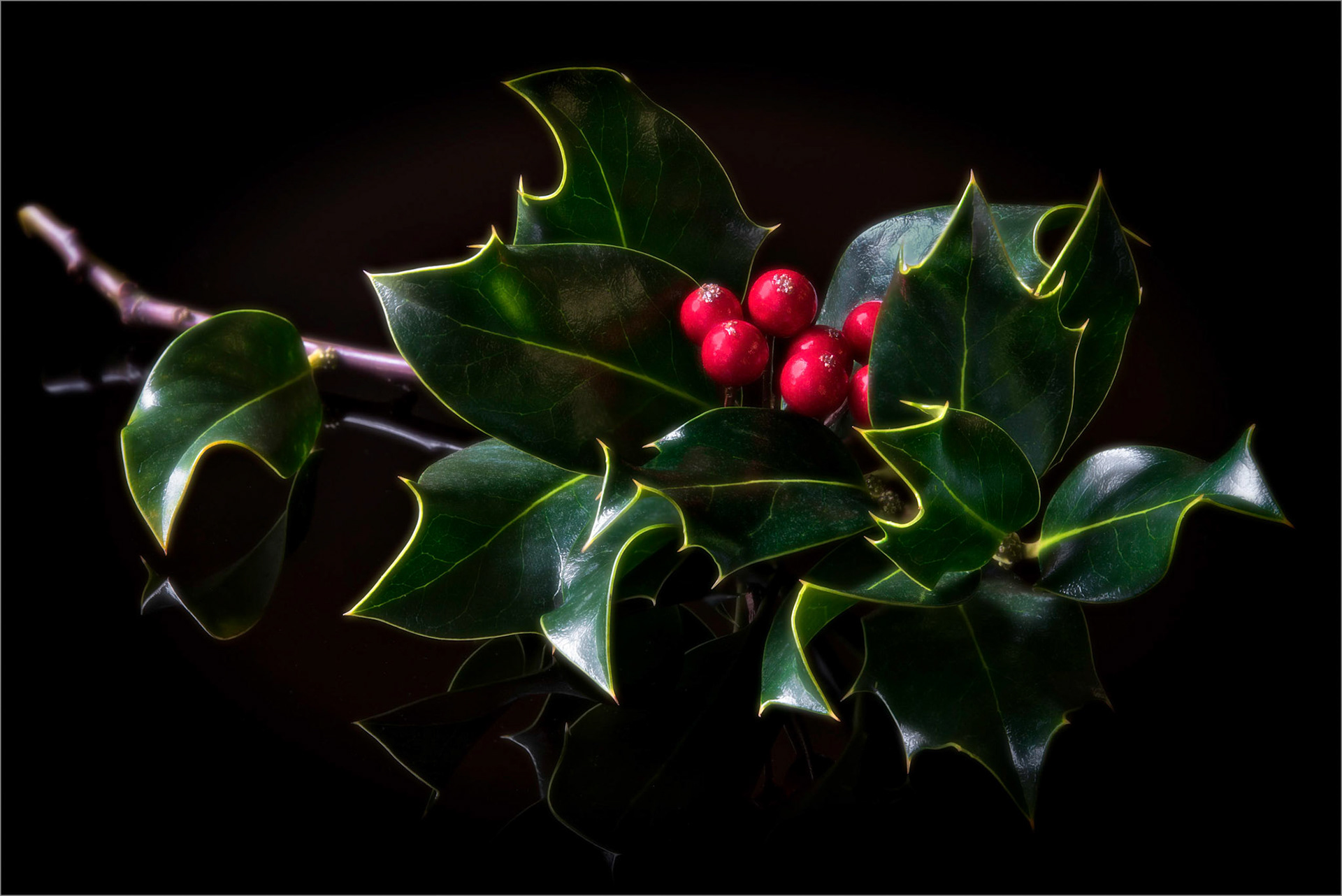 Holly
