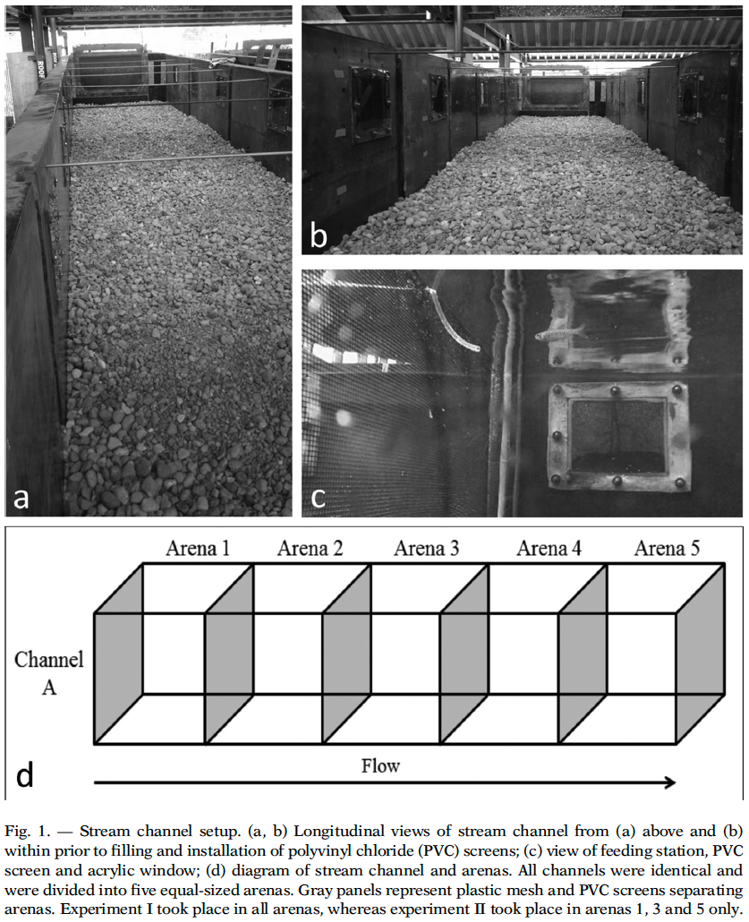 Emily J. Thornton, Jeffrey J. Duda & Thomas P. Quinn (2017) Influence of species, size and relative abundance on the outcomes of competitive interactions between brook trout and juvenile coho salmon, Ethology Ecology & Evolution, 29:2, 157-169