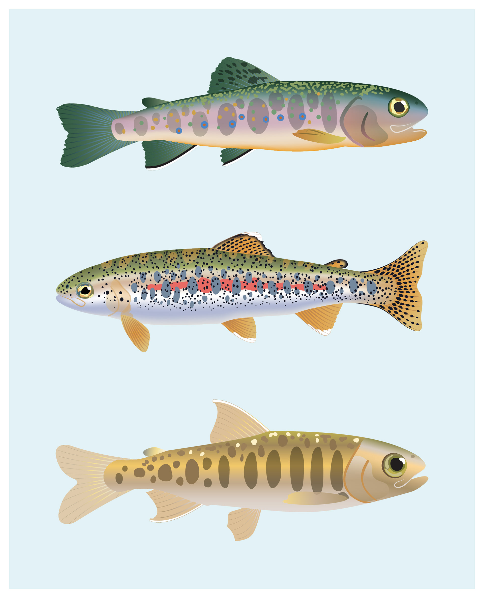 Trout and salmon illustration commission