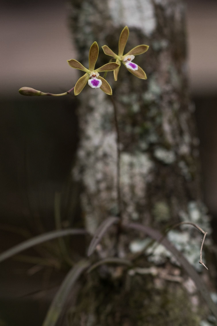 Encyclia Tampensis