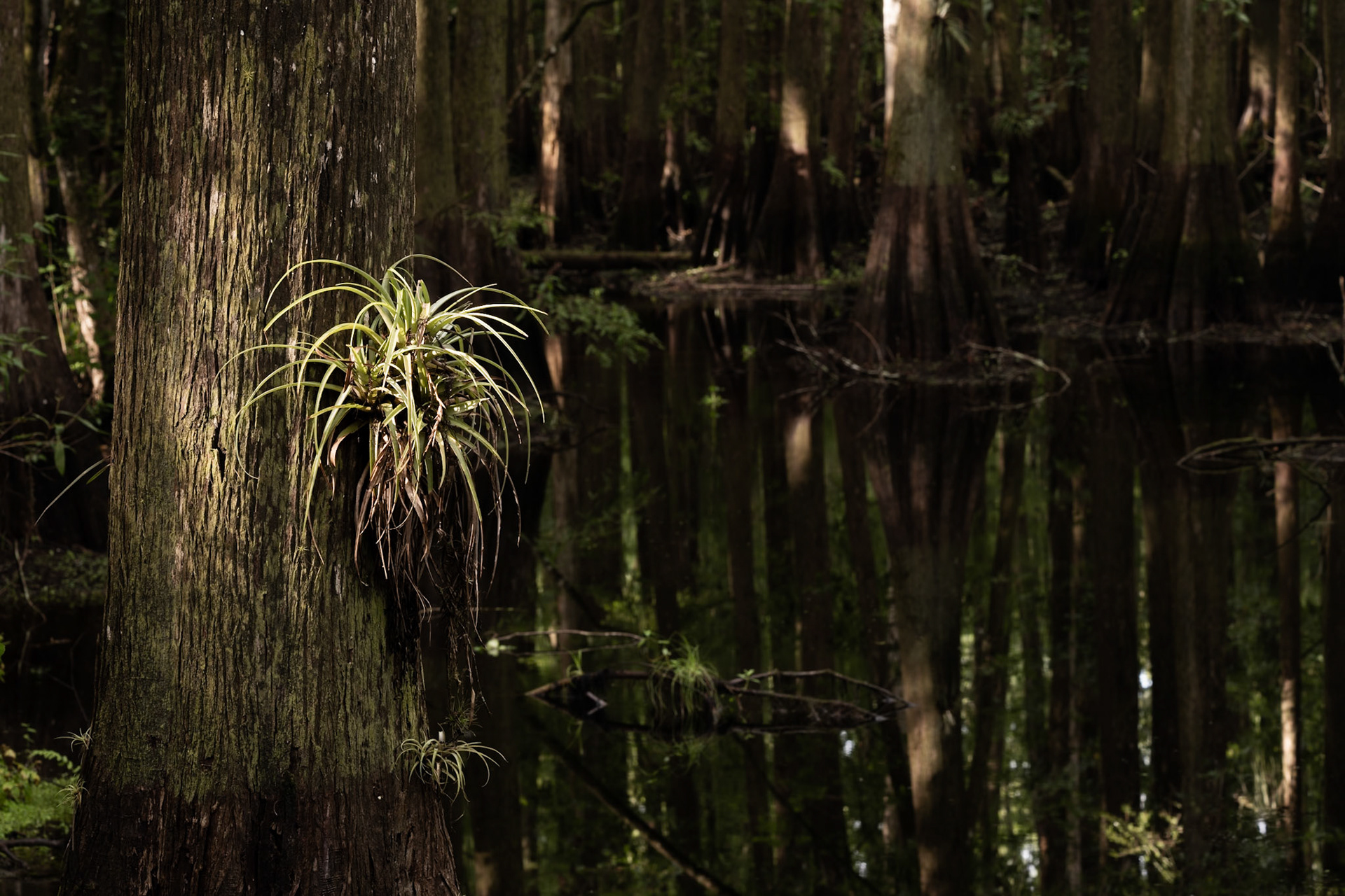 Bromeliads
